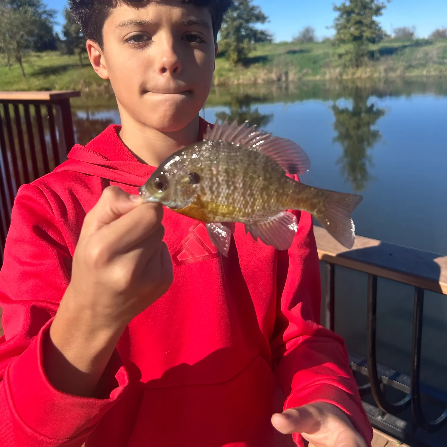 Bluegill caught on Fishbrain