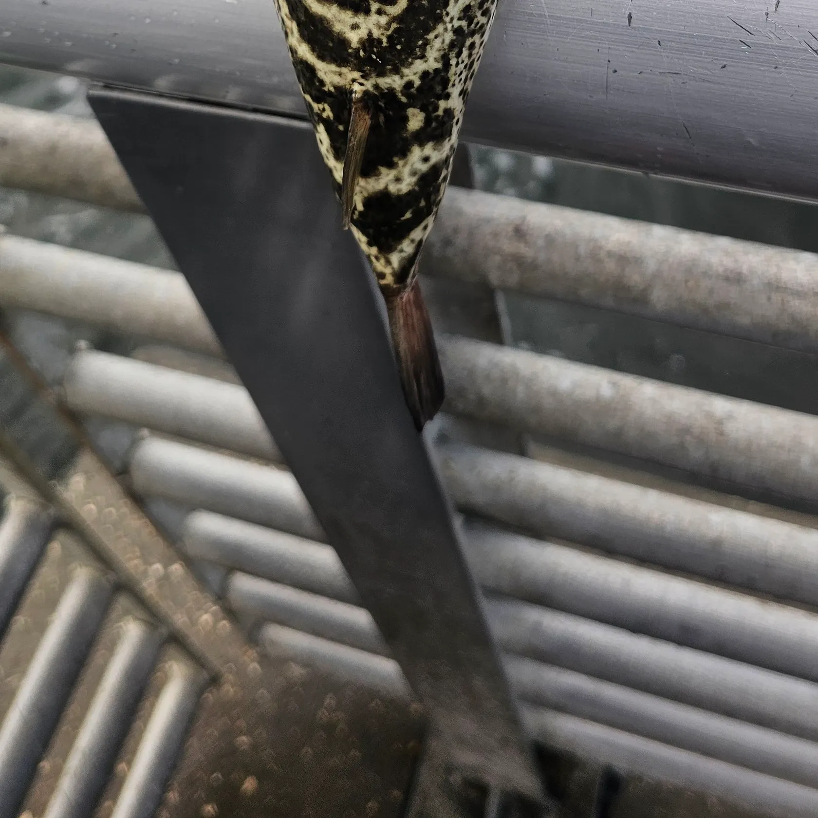 The most recent Milkspotted puffer catches on Fishbrain