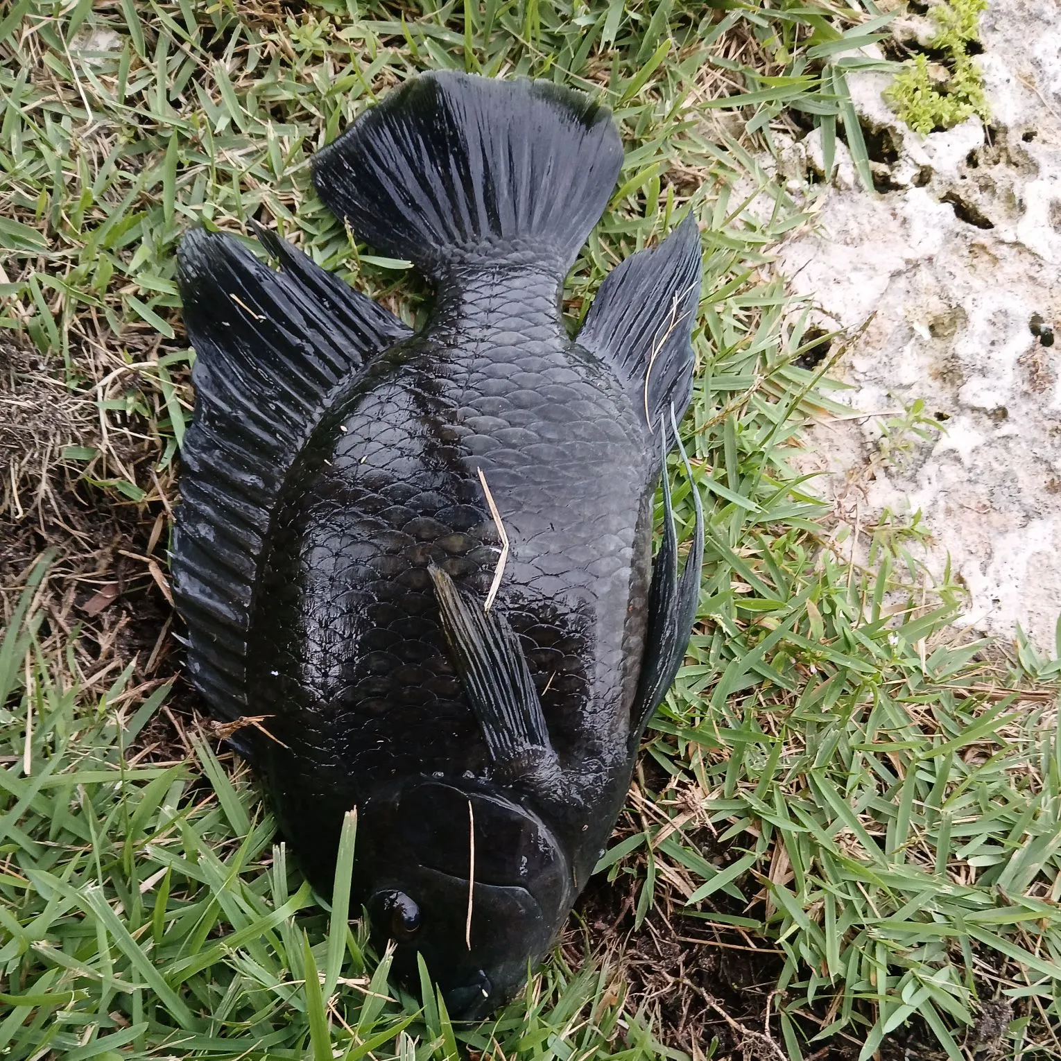 Zebra tilapia caught on Fishbrain