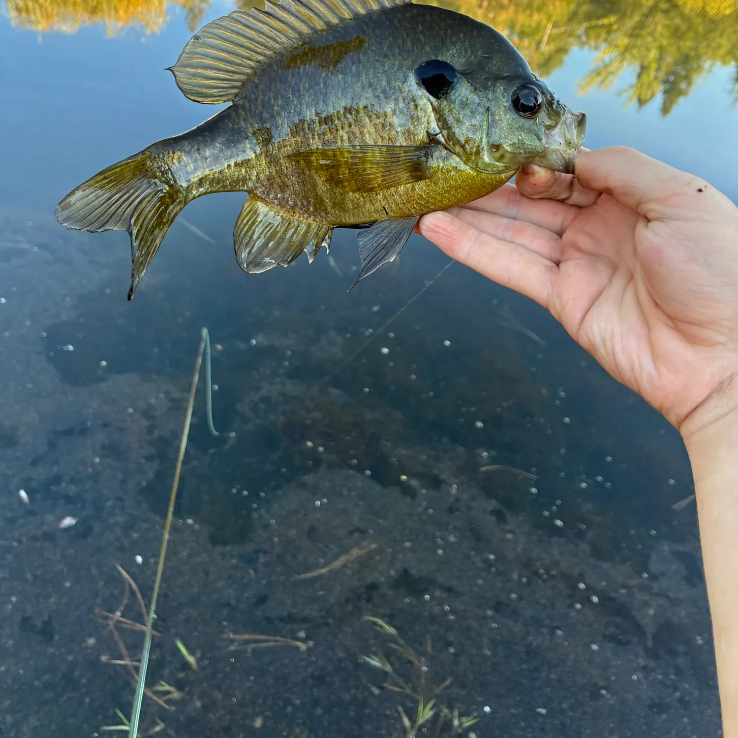 Bluegill caught on Fishbrain