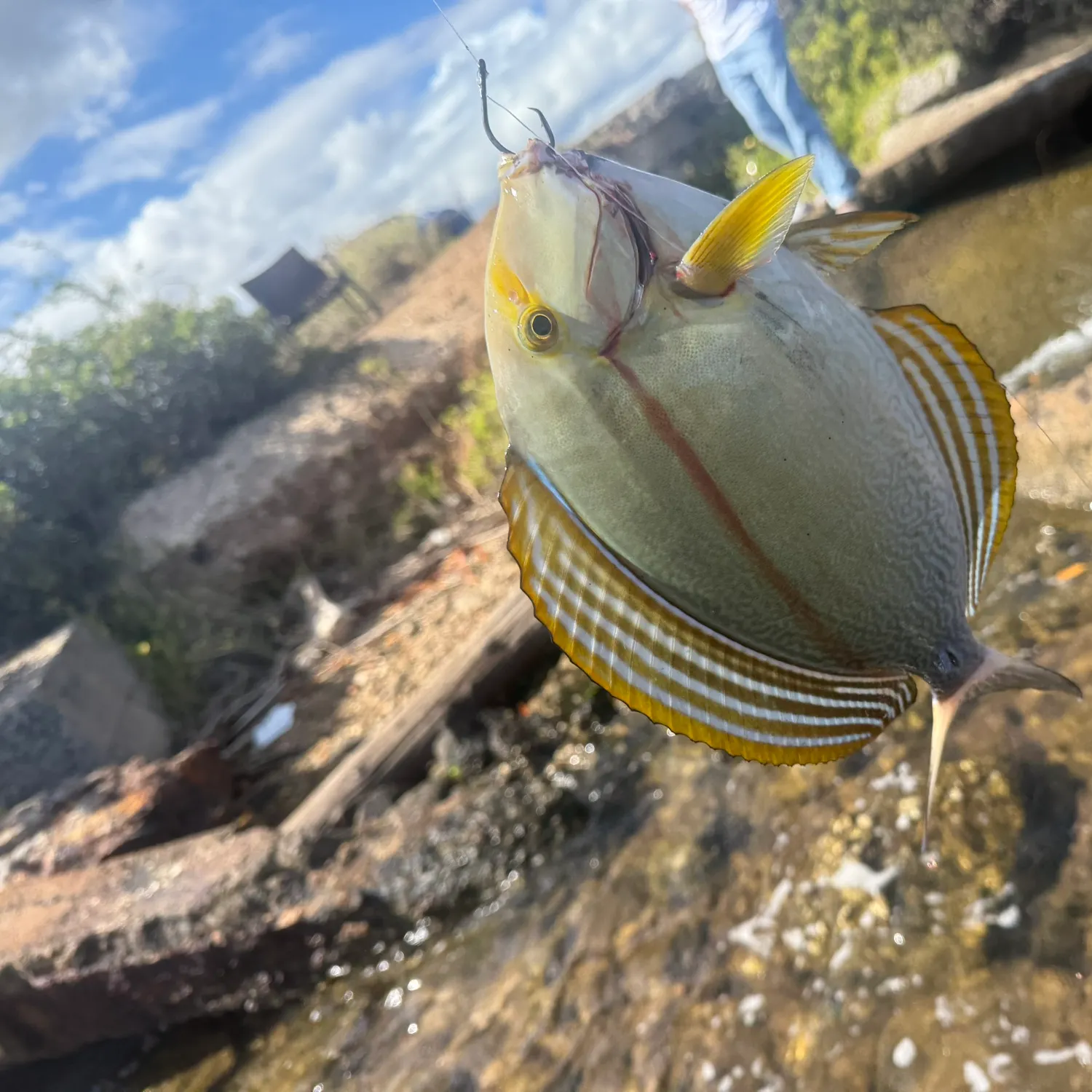 recently logged catches