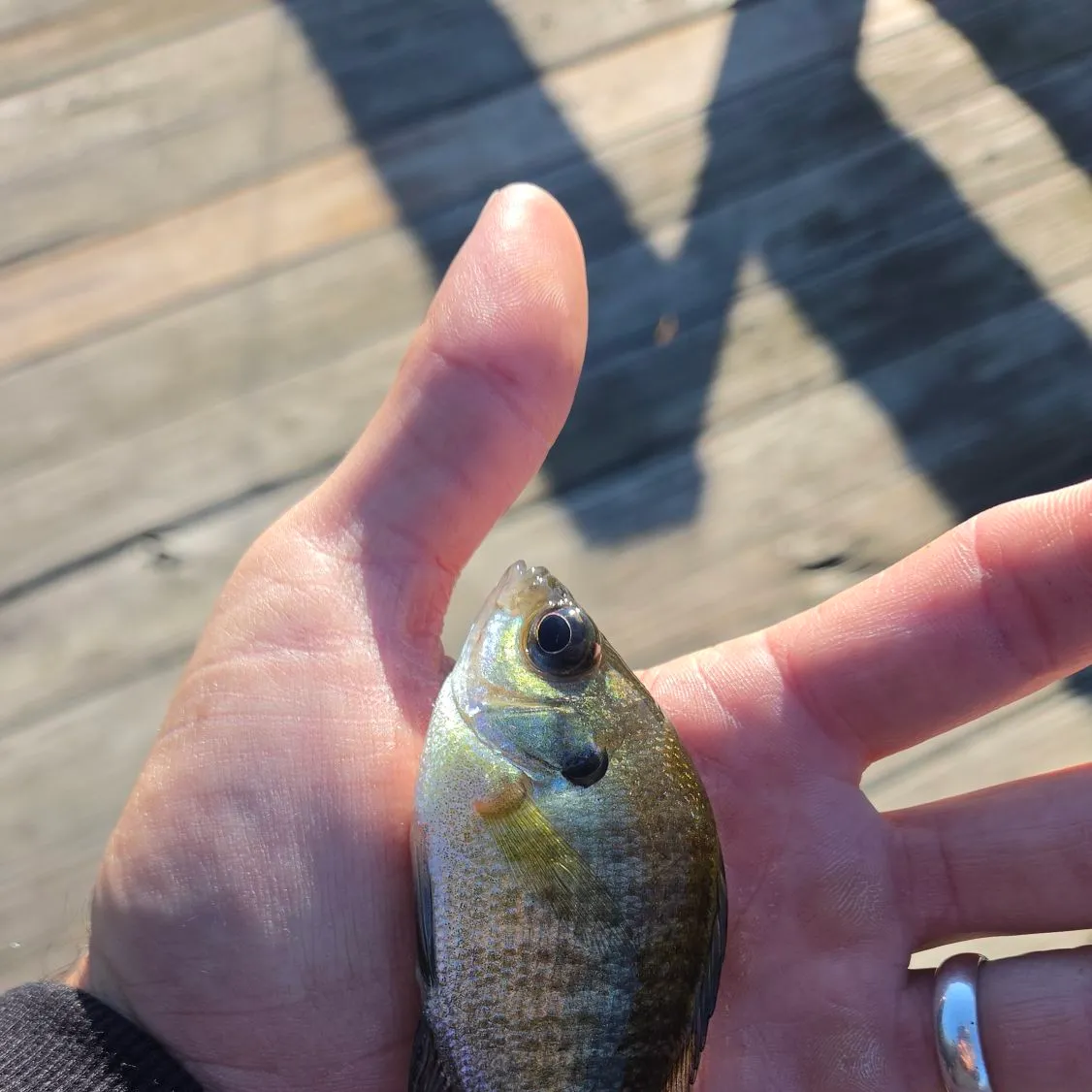 Bluegill caught on Fishbrain