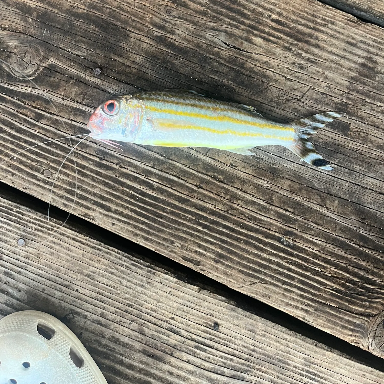 The most recent Yellowfin goatfish catches on Fishbrain