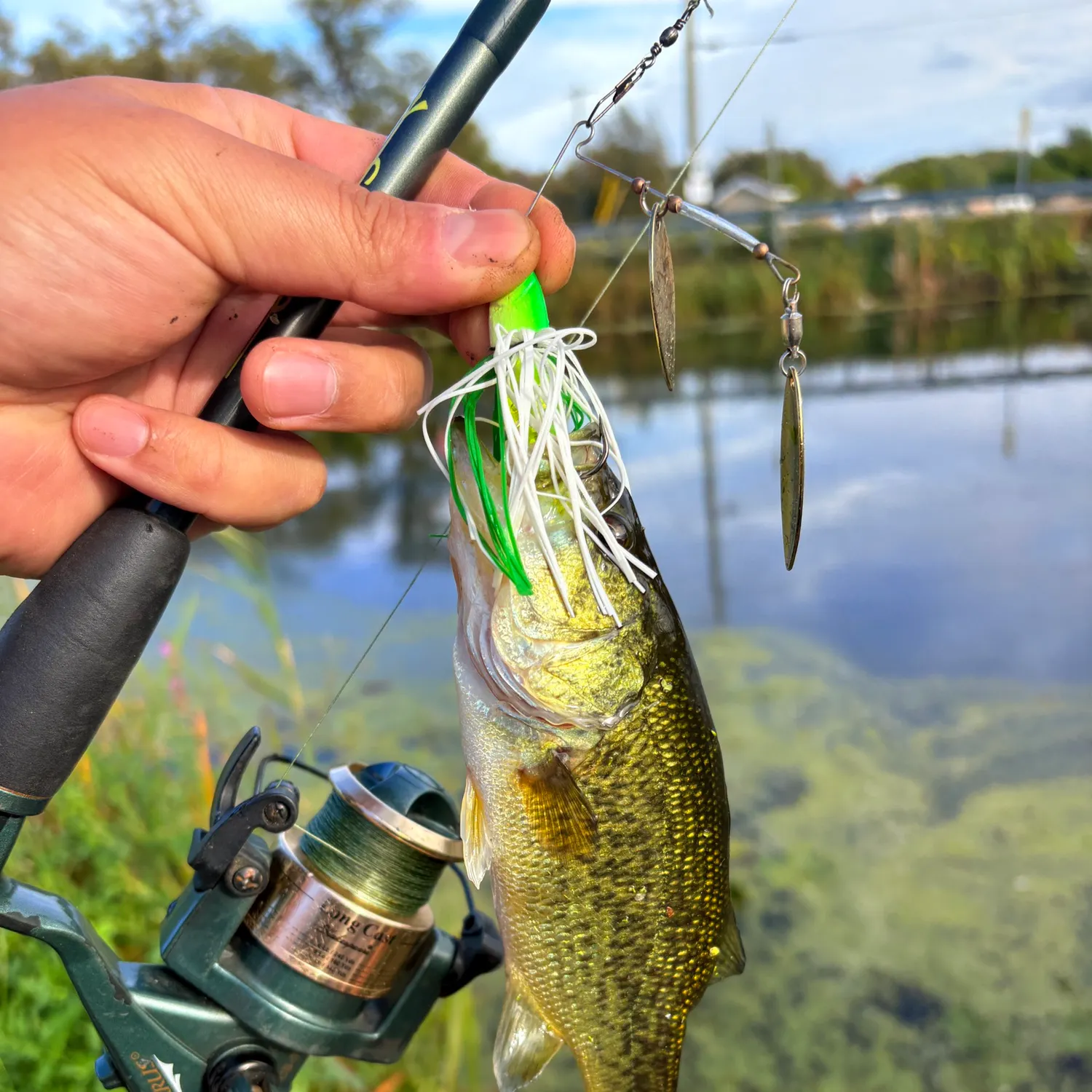 Largemouth bass caught on Fishbrain
