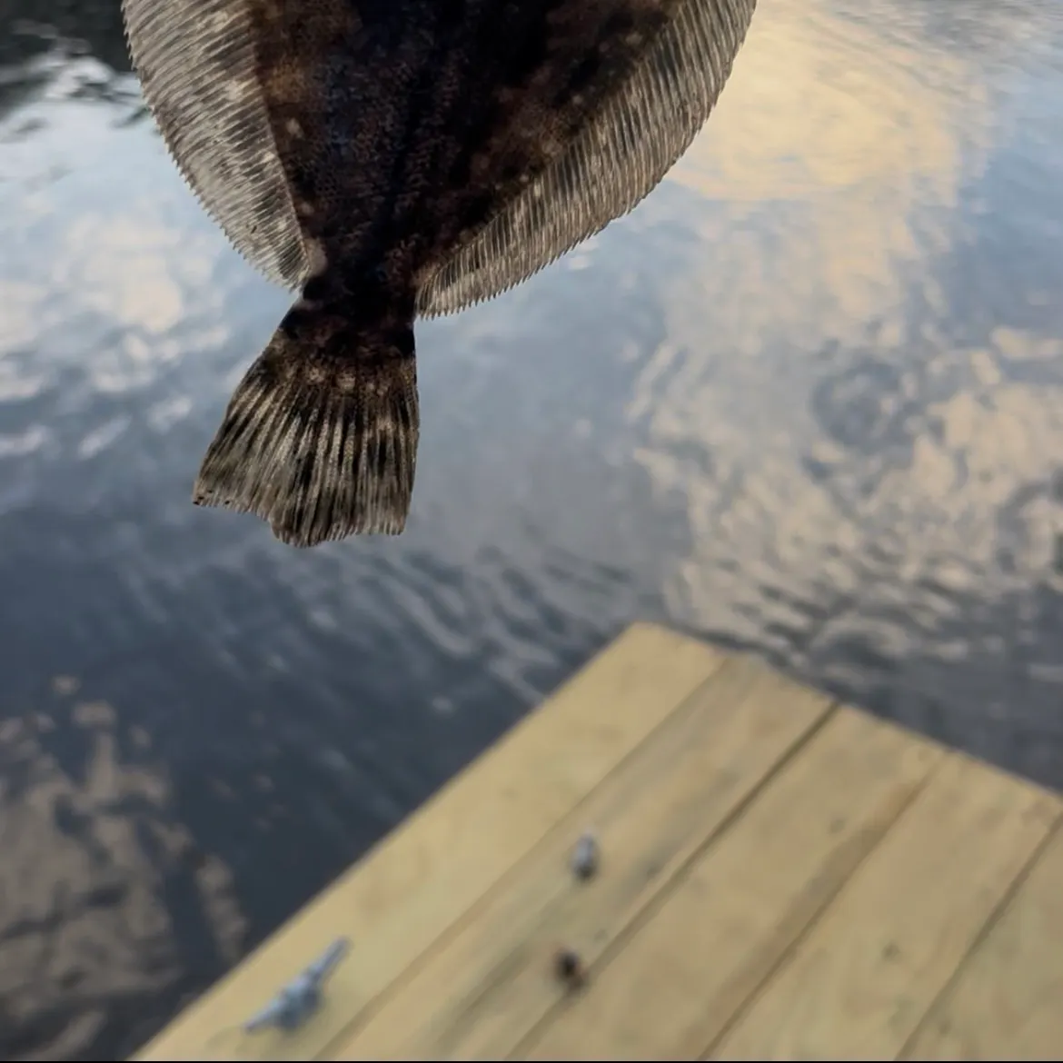 Summer flounder caught on Fishbrain
