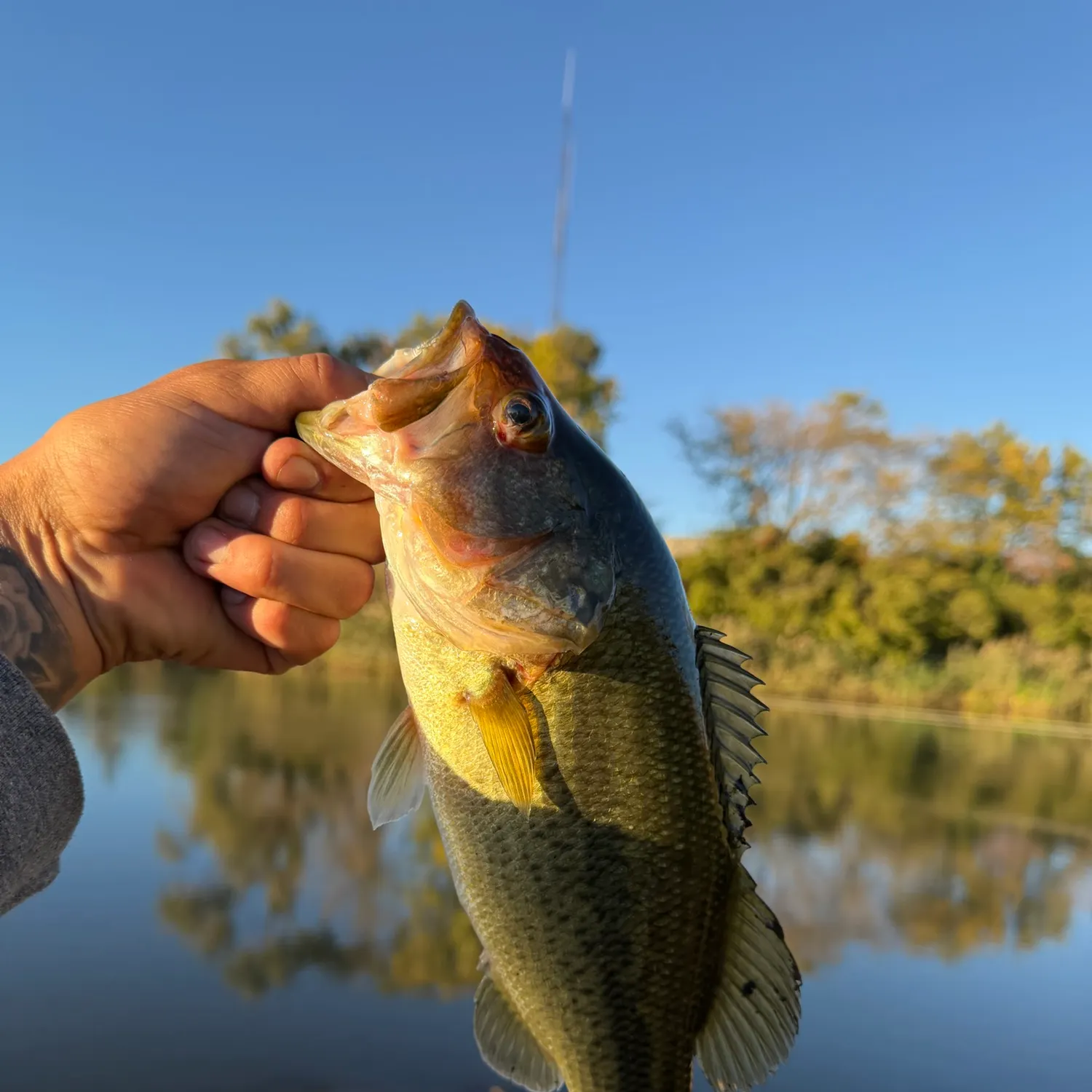 Largemouth bass caught on Fishbrain