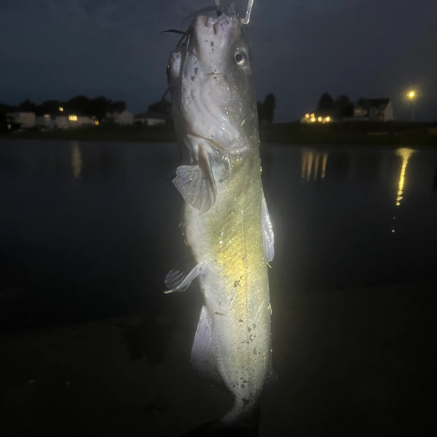 Channel catfish caught on Fishbrain