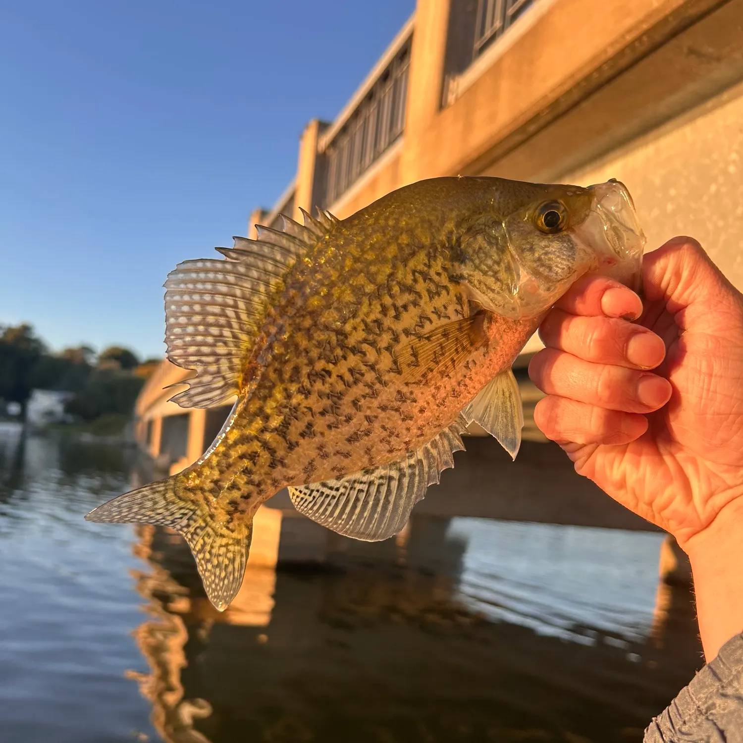 Black crappie caught on Fishbrain