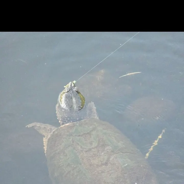Common snapping turtle caught on Fishbrain
