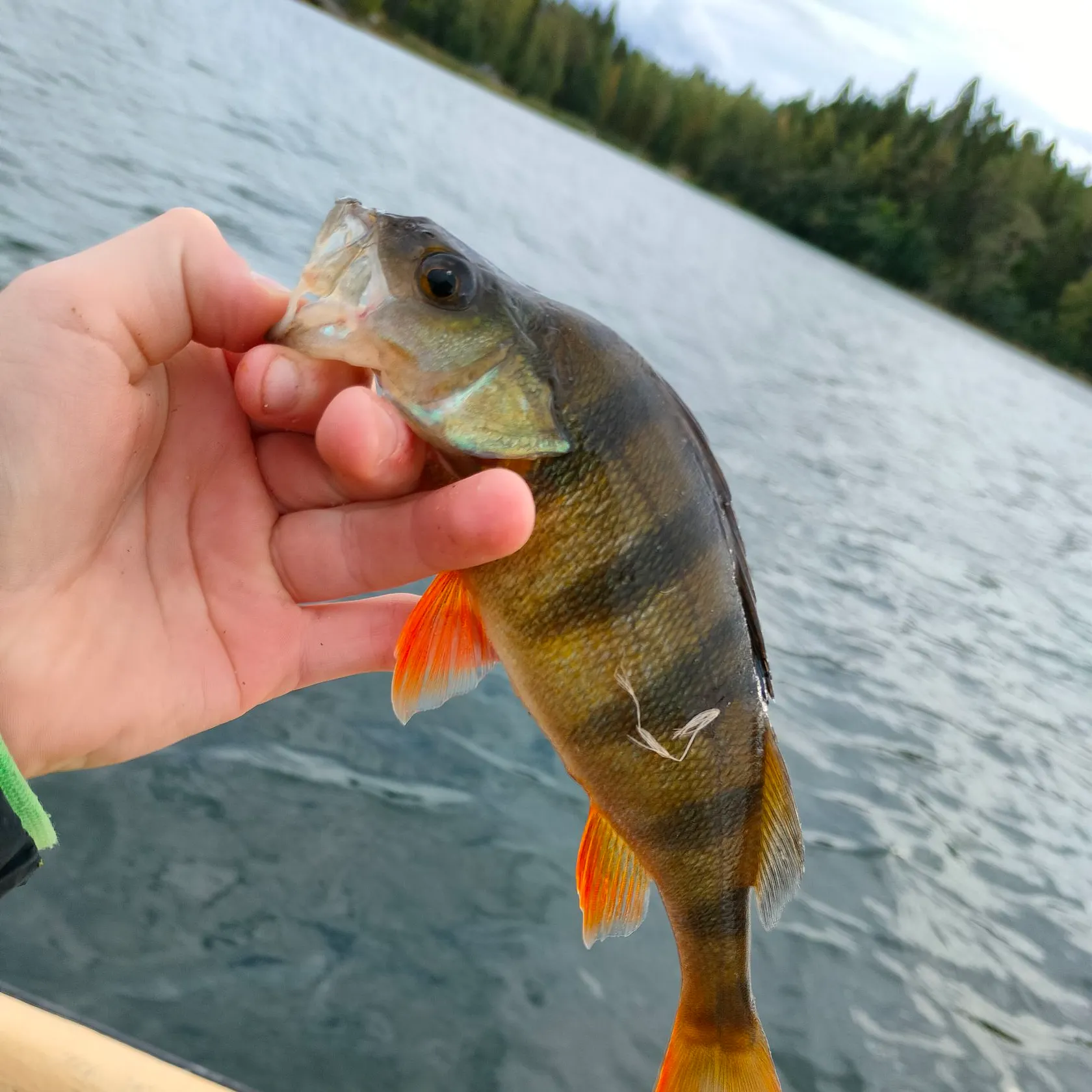 Northern pike caught on Fishbrain