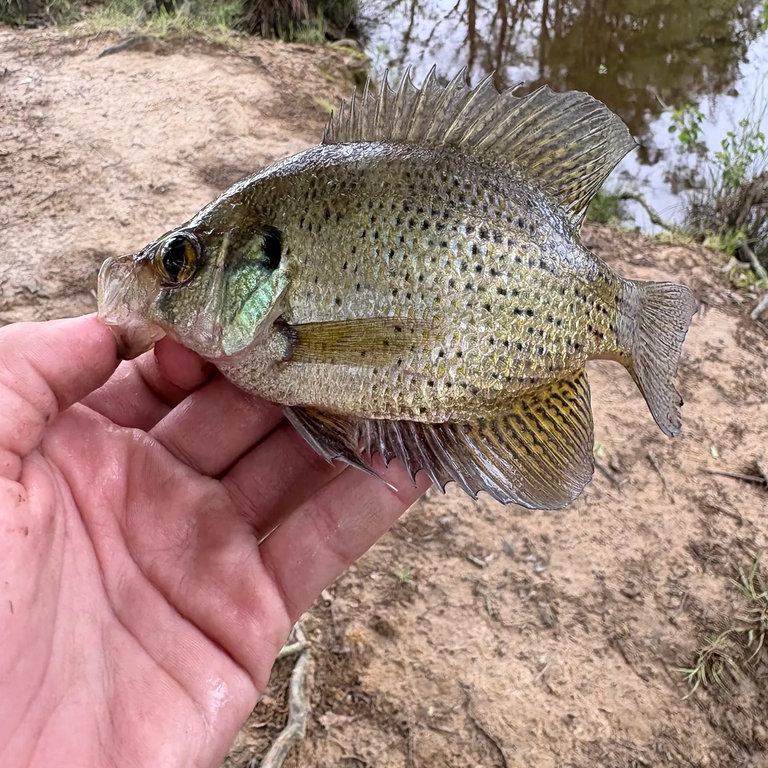 The most recent Flier catches on Fishbrain