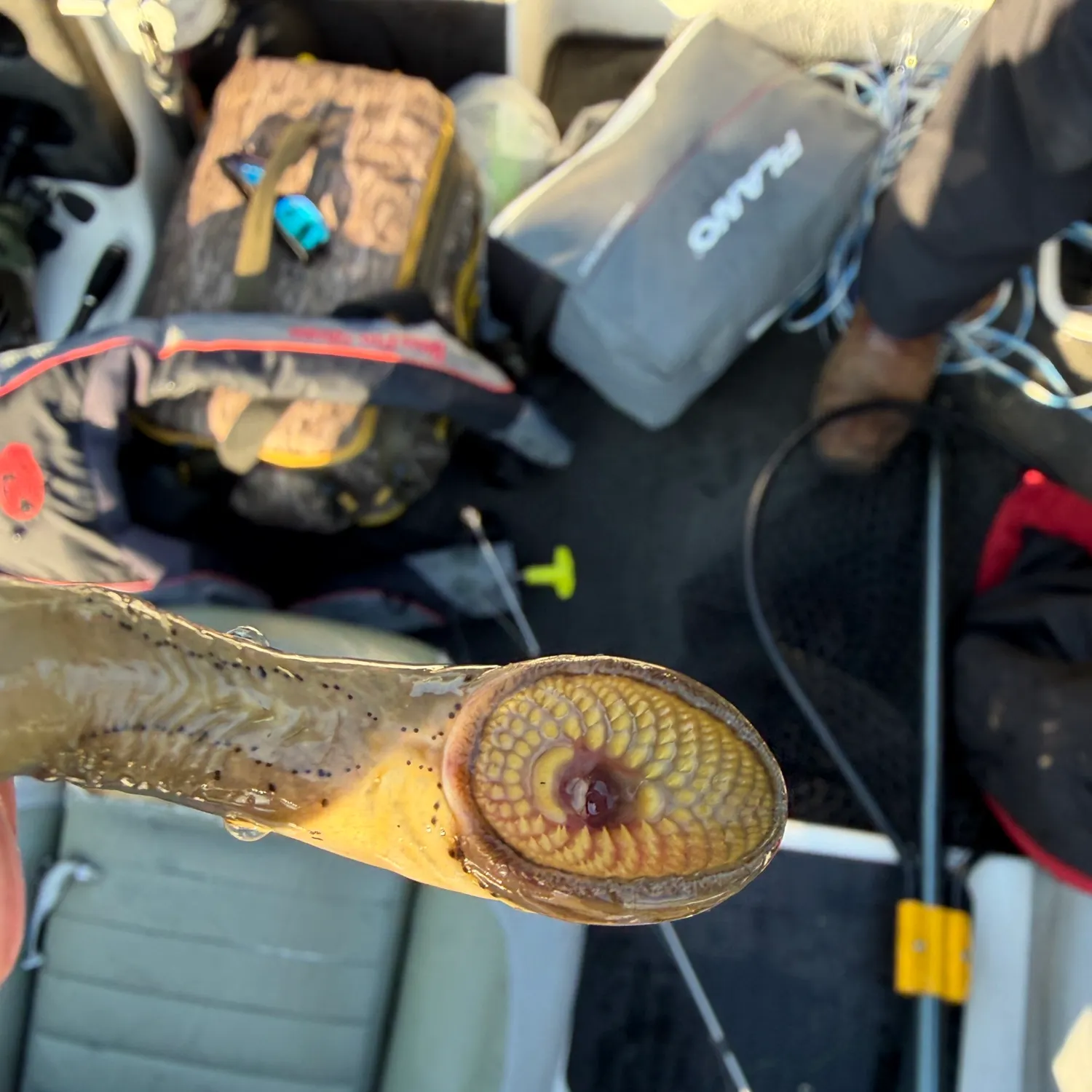 The most recent Chestnut lamprey catches on Fishbrain