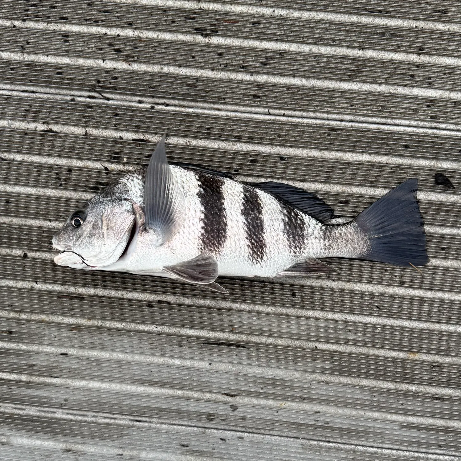 Black drum caught on Fishbrain