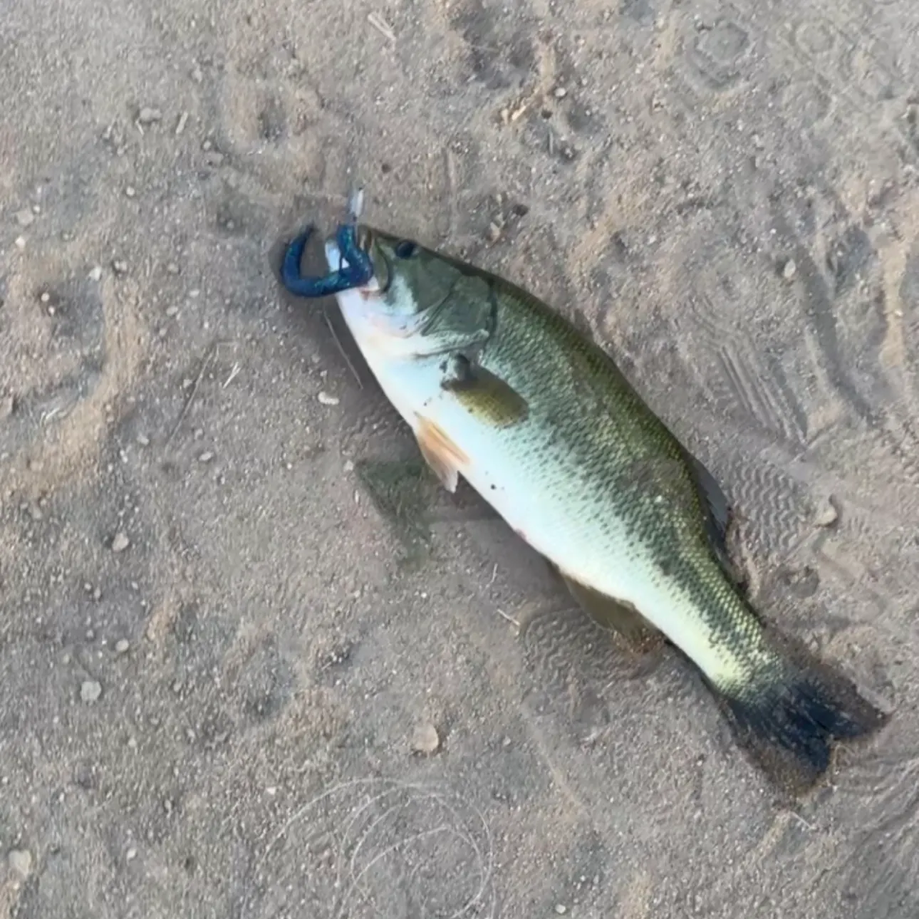 Fish caught on Fishbrain