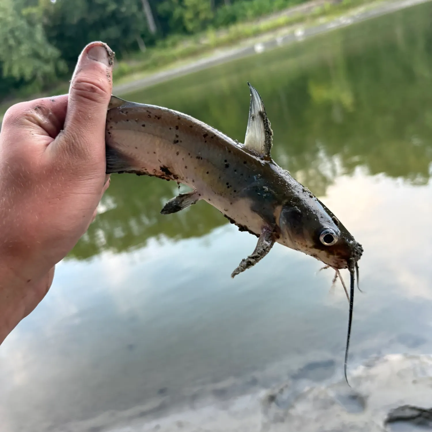 Channel catfish caught on Fishbrain