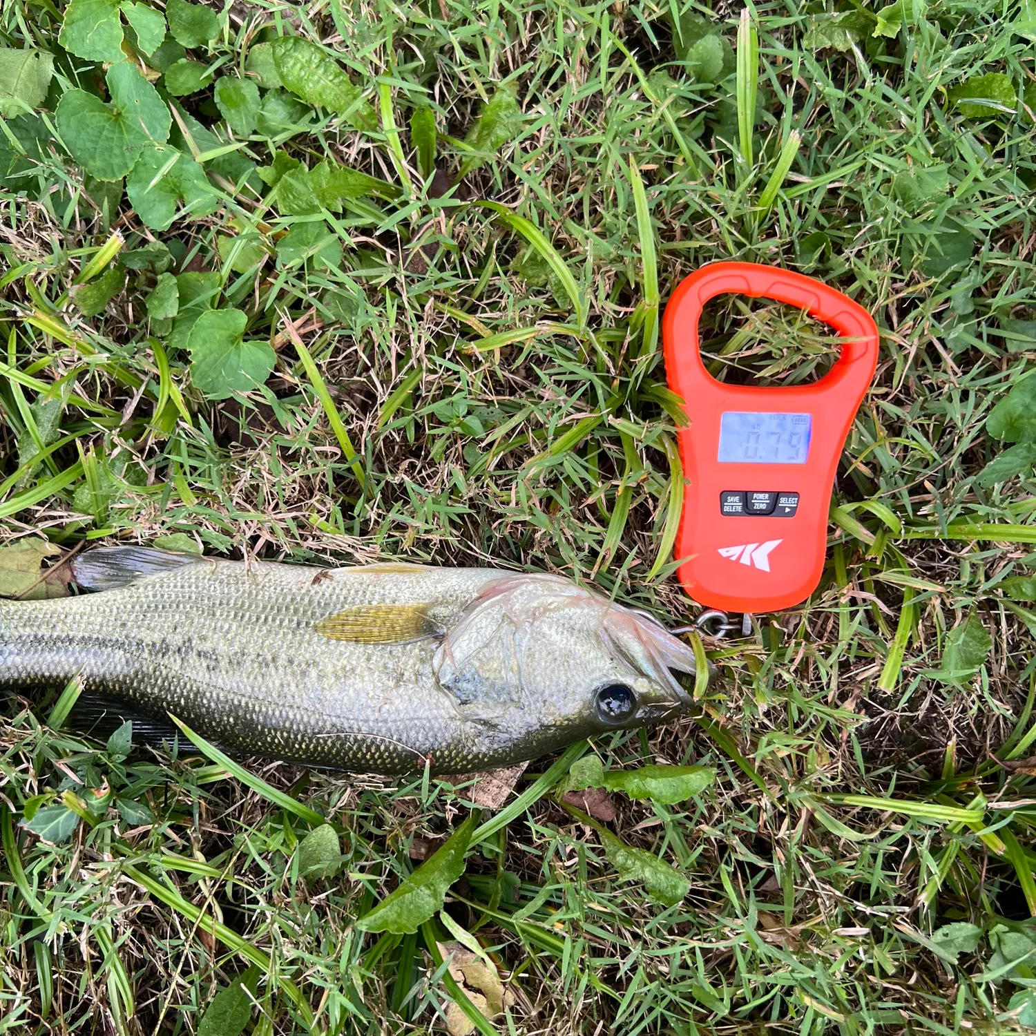The most recent Largemouth bass catches on Fishbrain