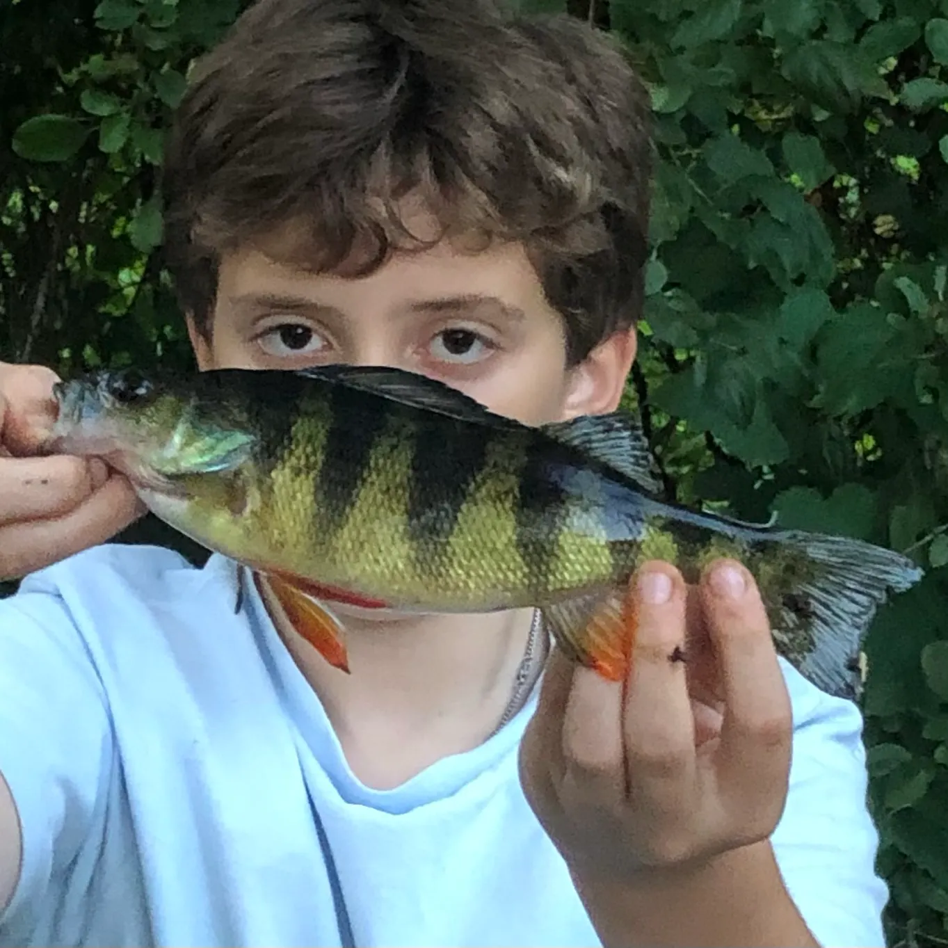 Yellow perch caught on Fishbrain