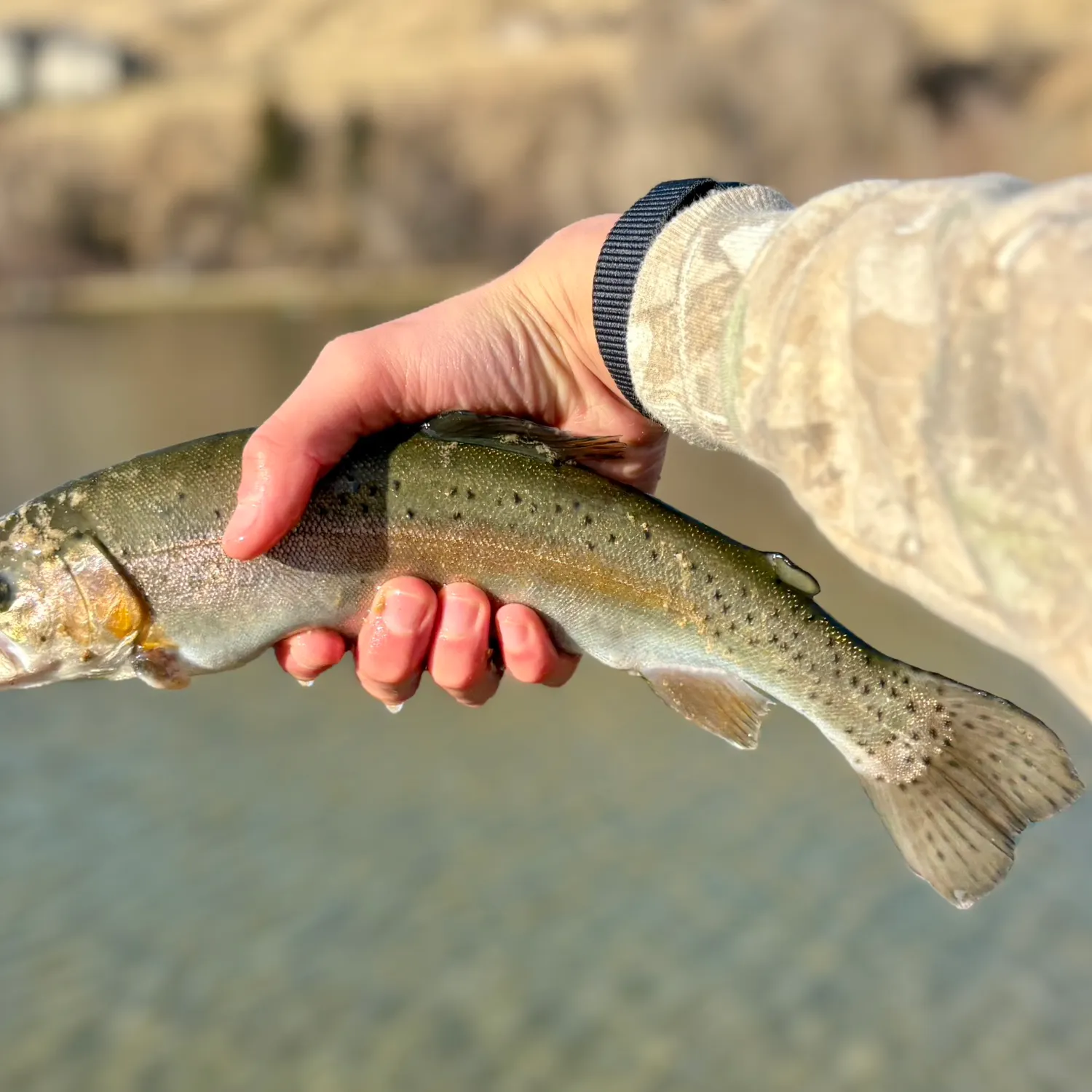 The most recent Rainbow trout catches on Fishbrain