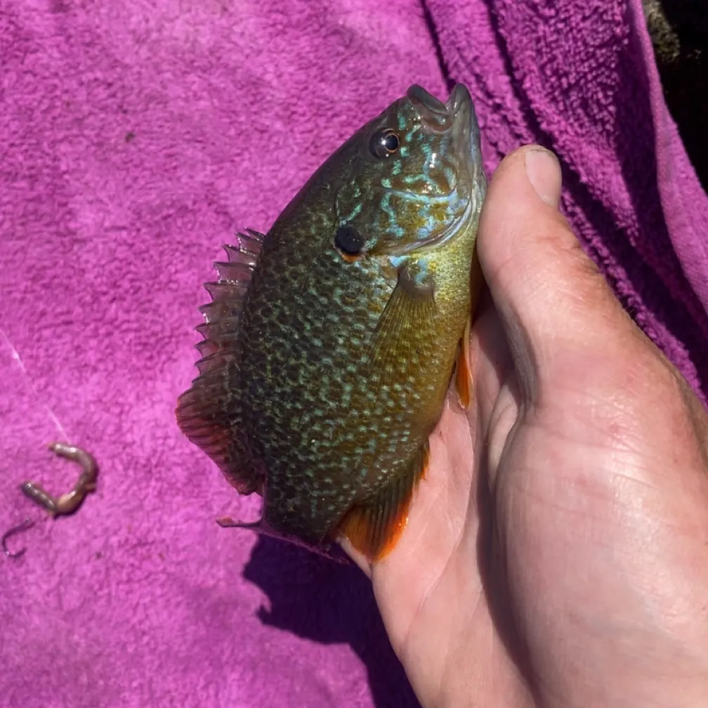 The most recent Greengill hybrid catches on Fishbrain