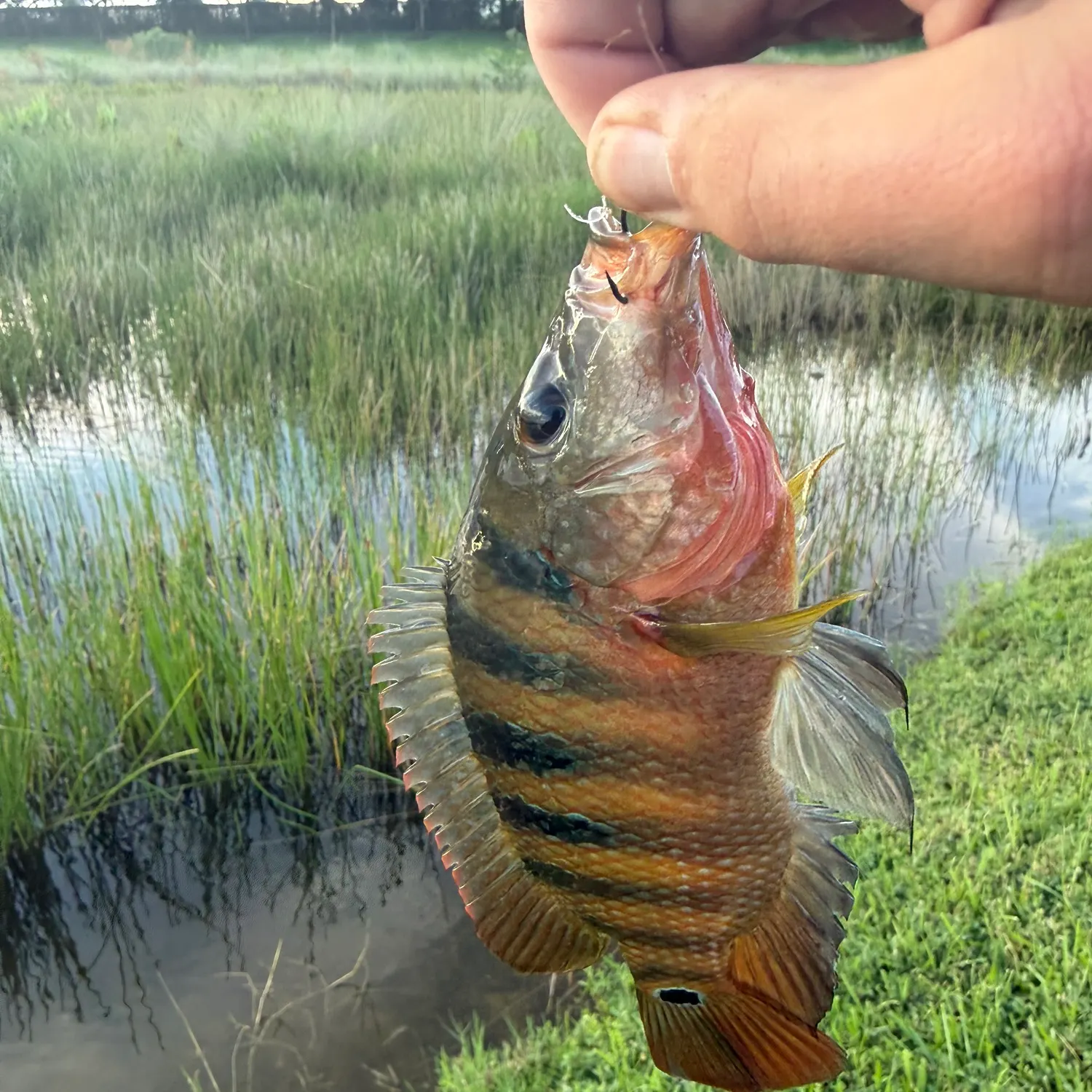 Mayan cichlid caught on Fishbrain