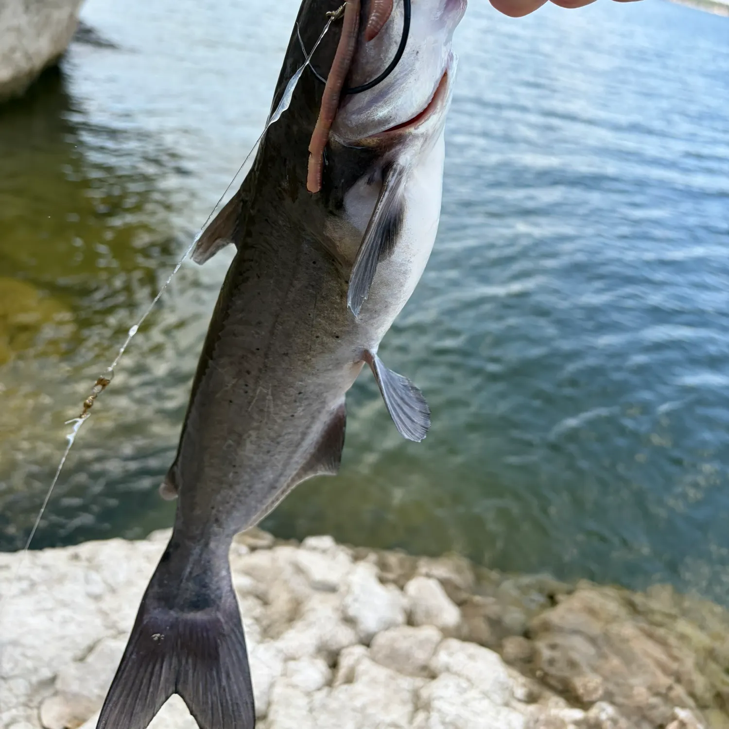 Channel catfish caught on Fishbrain