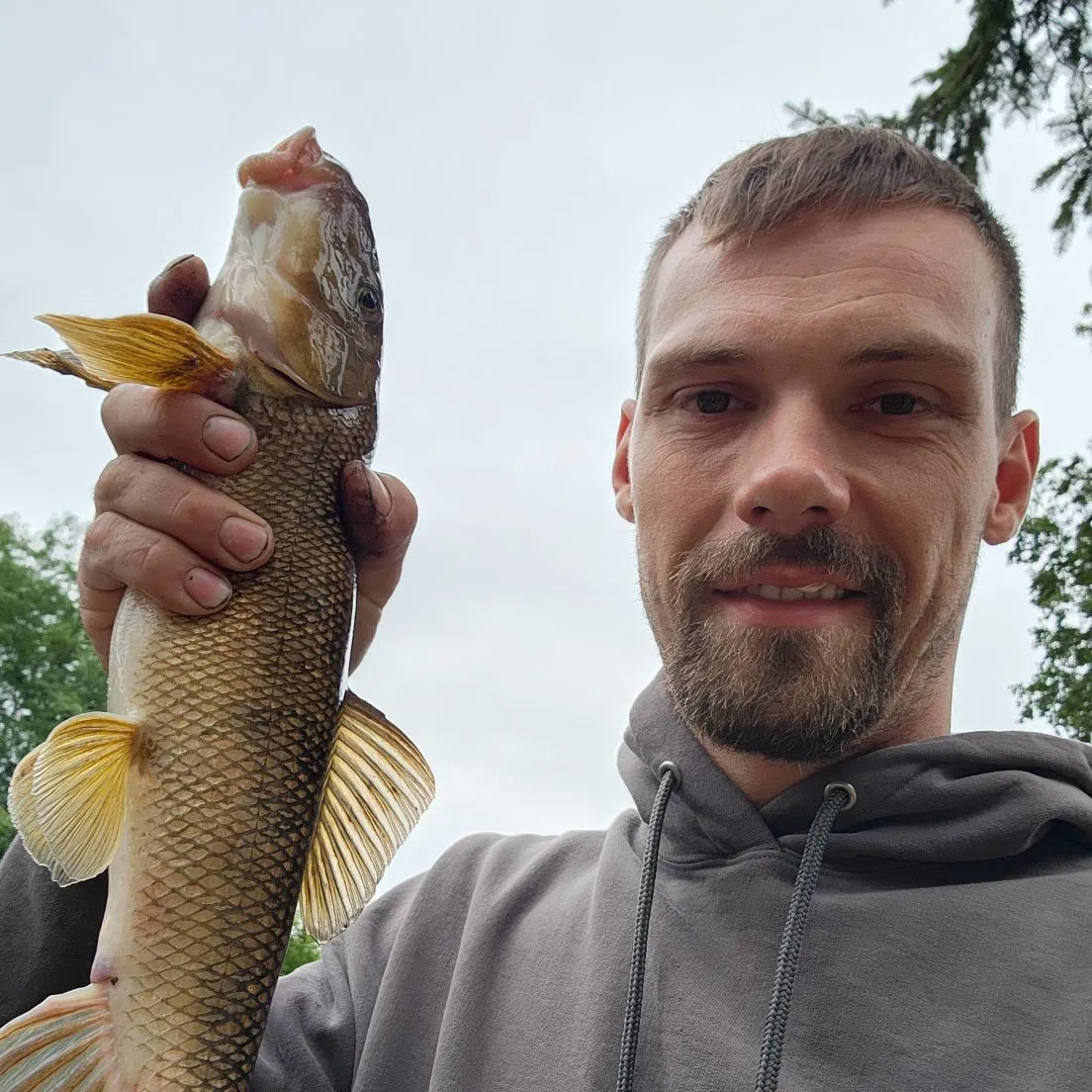 River redhorse caught on Fishbrain