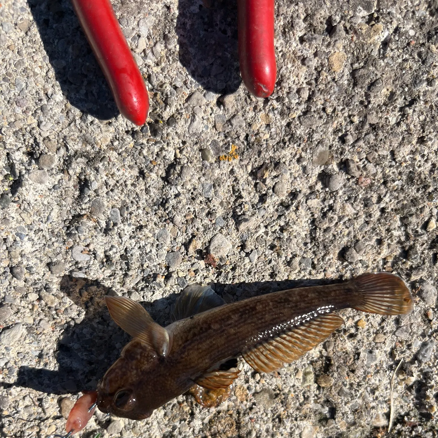 Round goby caught on Fishbrain