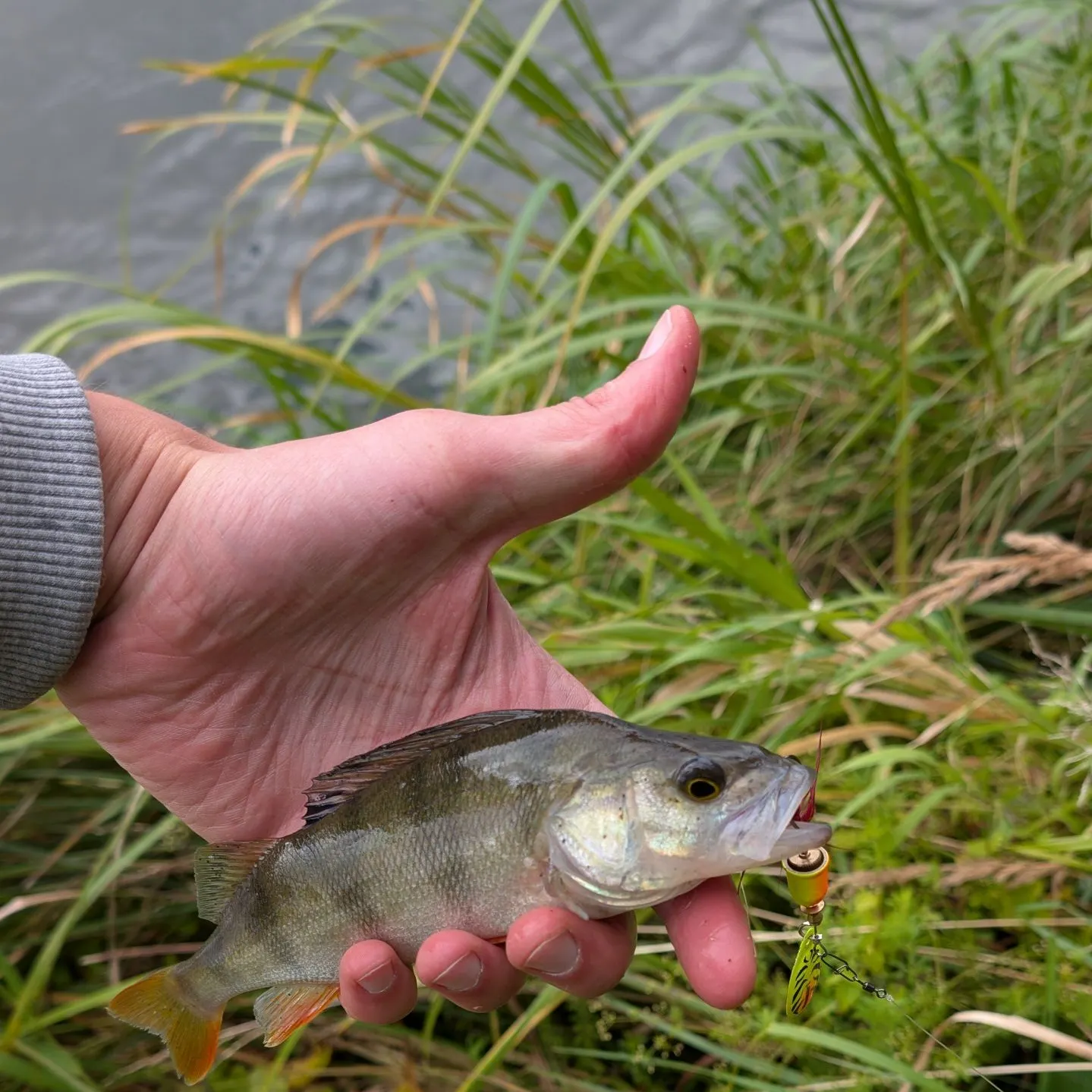 European perch caught on Fishbrain