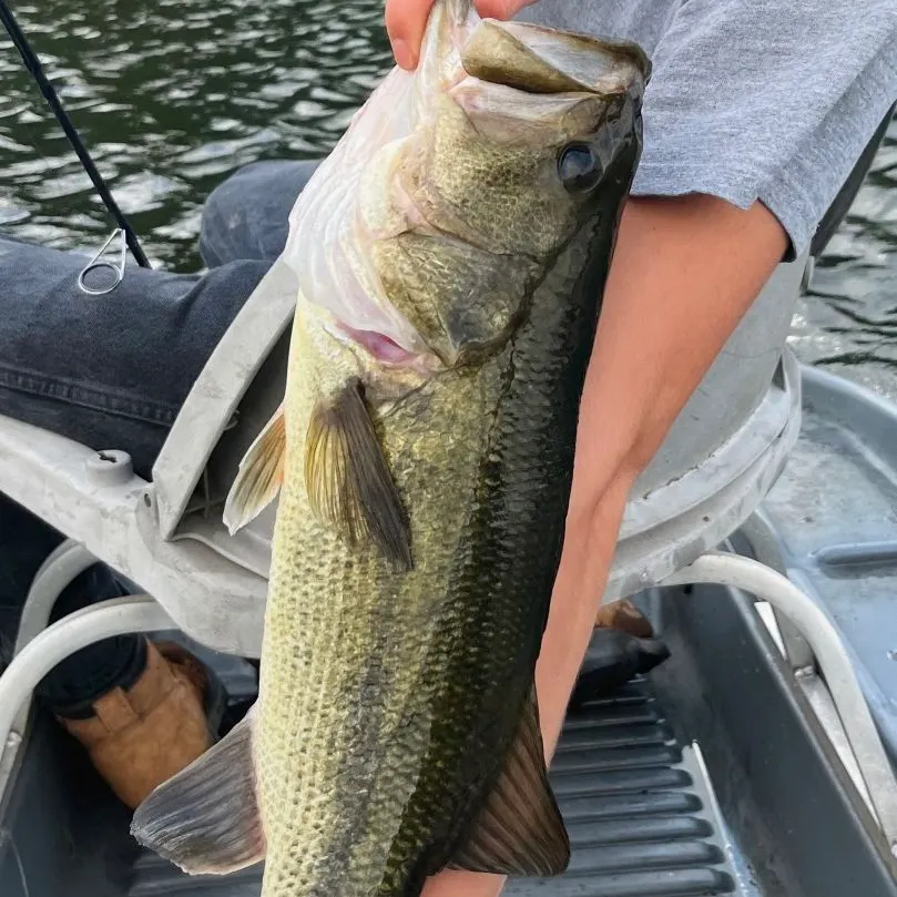 Largemouth bass caught on Fishbrain