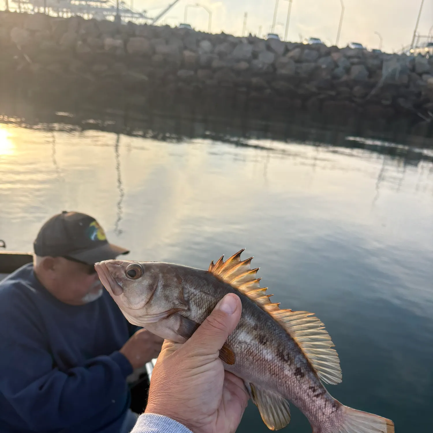 The most recent Kelp bass catches on Fishbrain