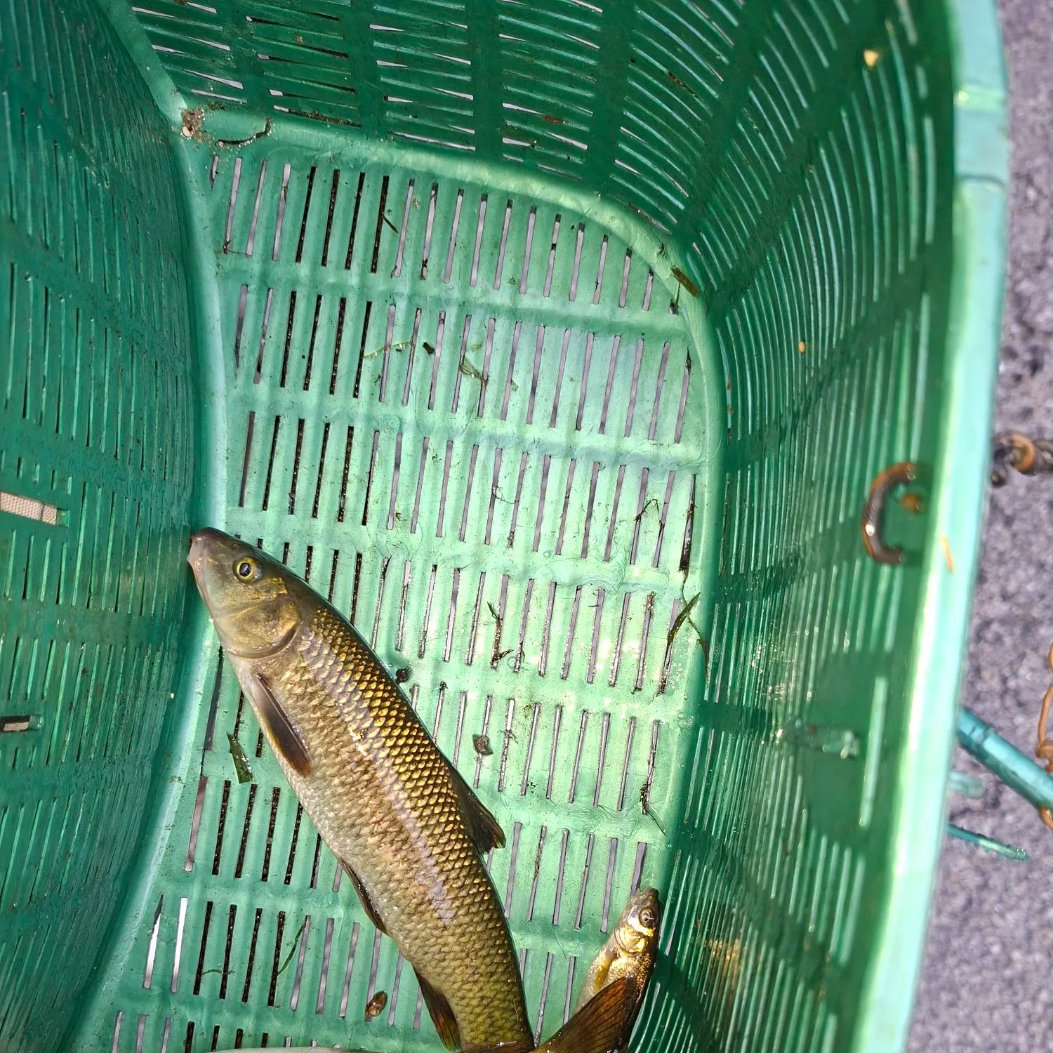 The most recent Common barbel catches on Fishbrain
