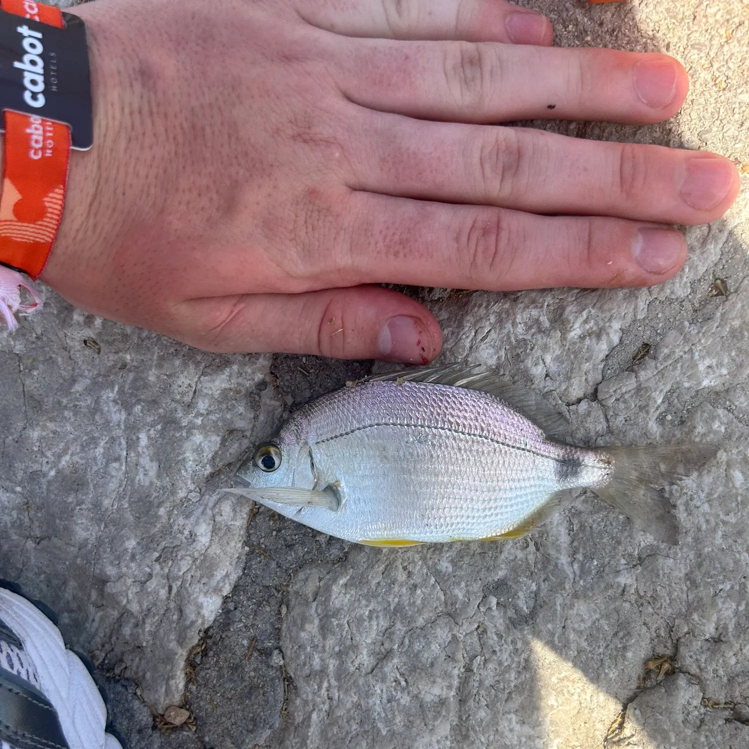 The most recent Annular seabream catches on Fishbrain