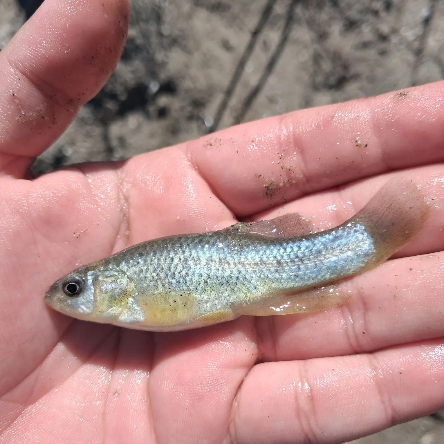 The most recent California killifish catches on Fishbrain