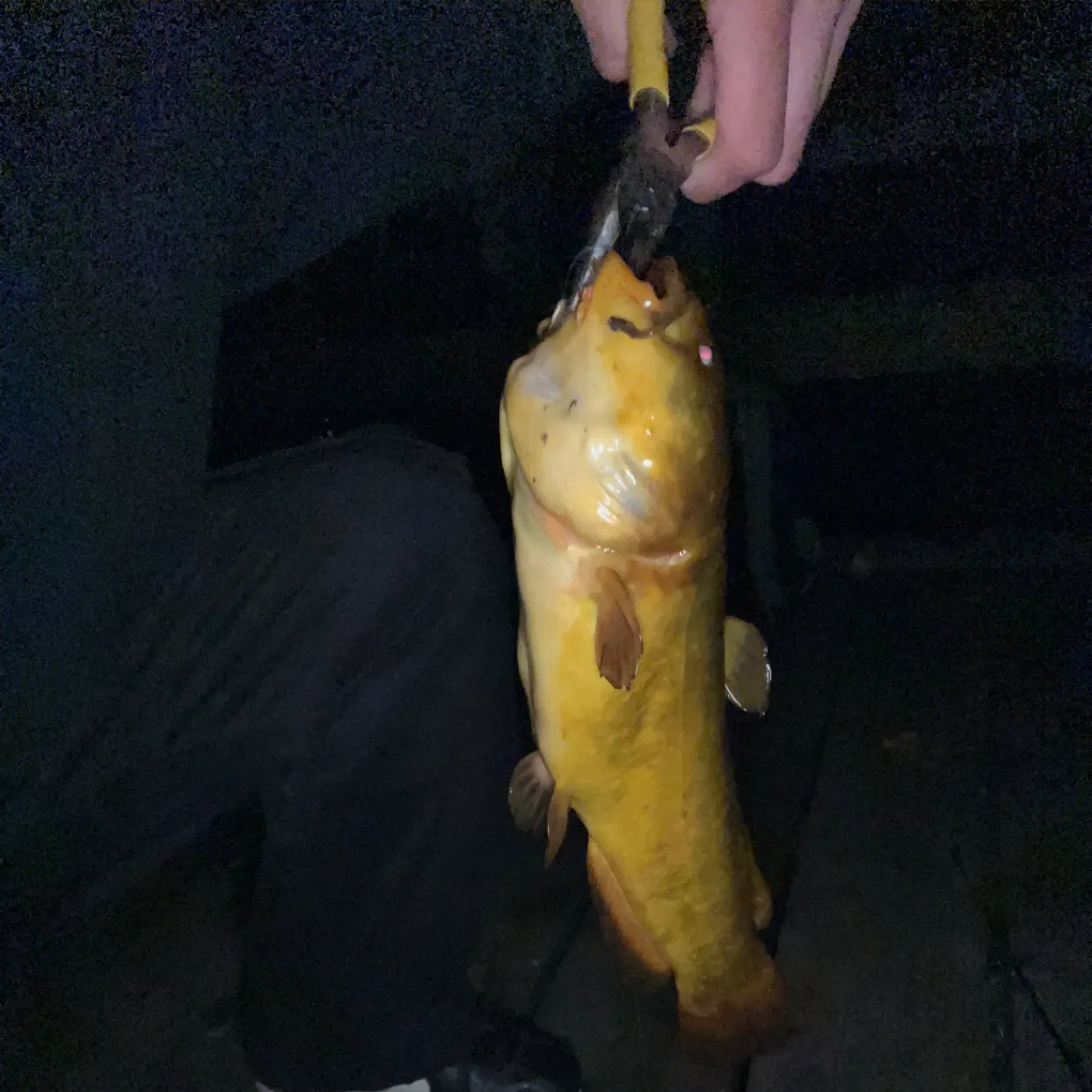 Yellow bullhead caught on Fishbrain