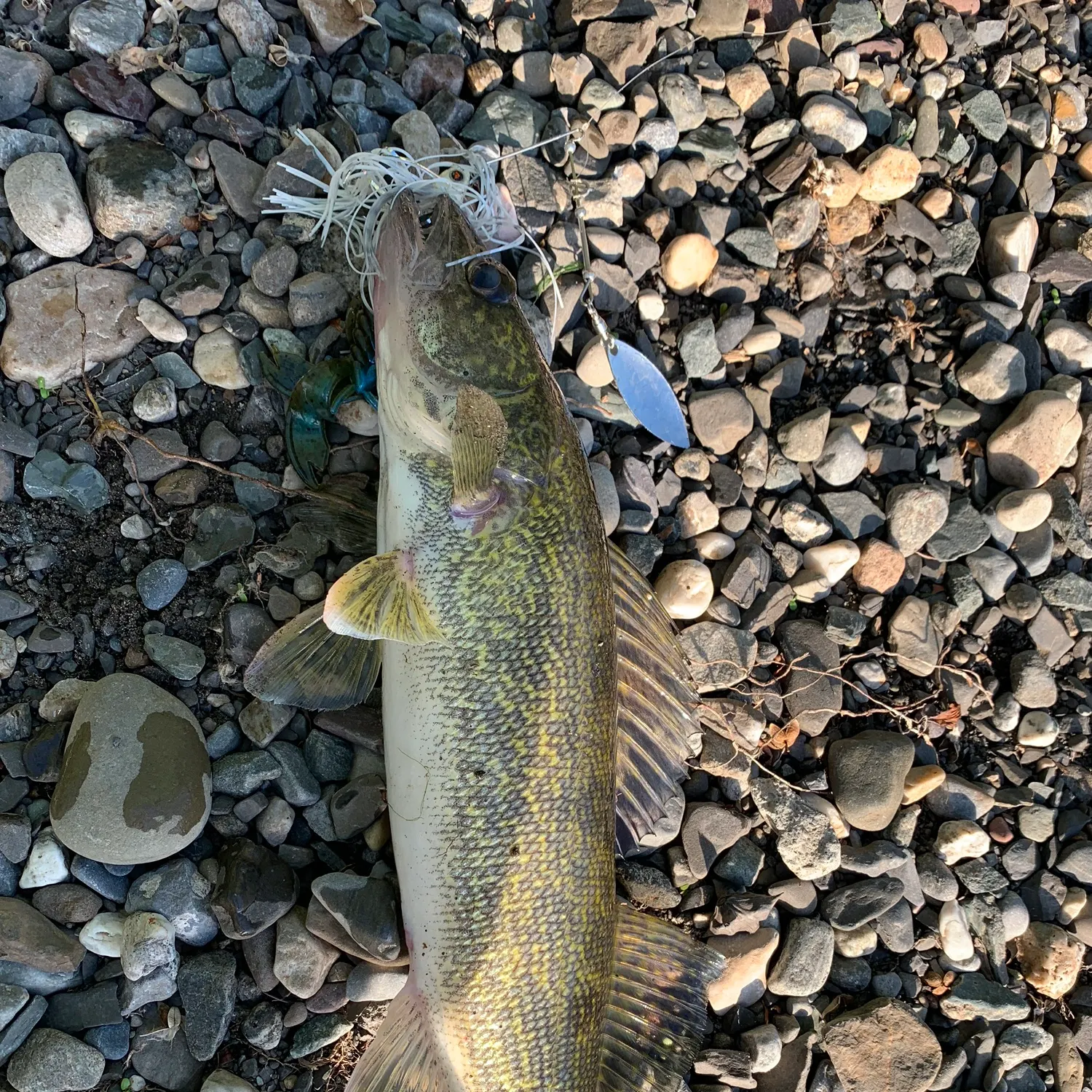 The most recent Sauger catches on Fishbrain