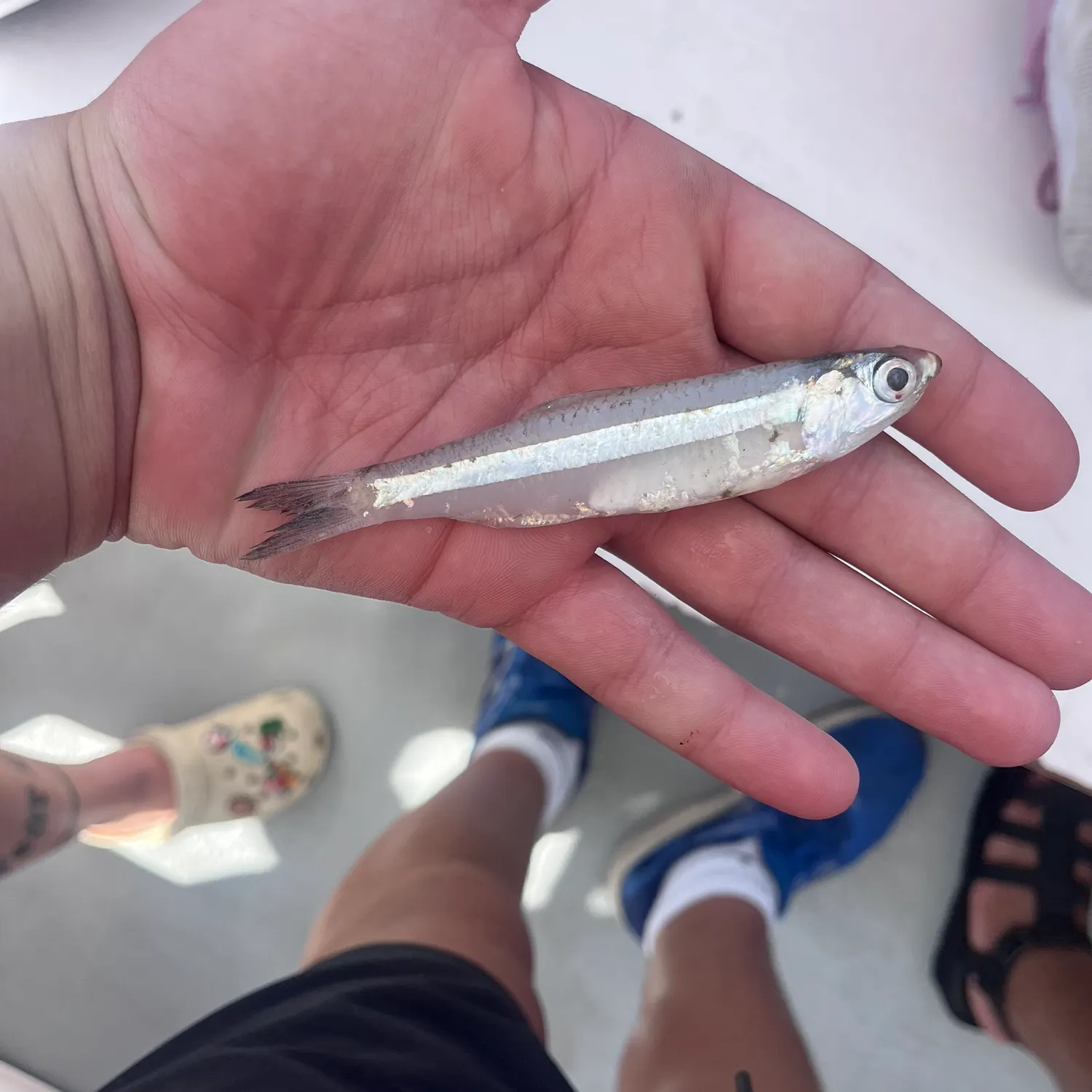 The most recent Atlantic herring catches on Fishbrain
