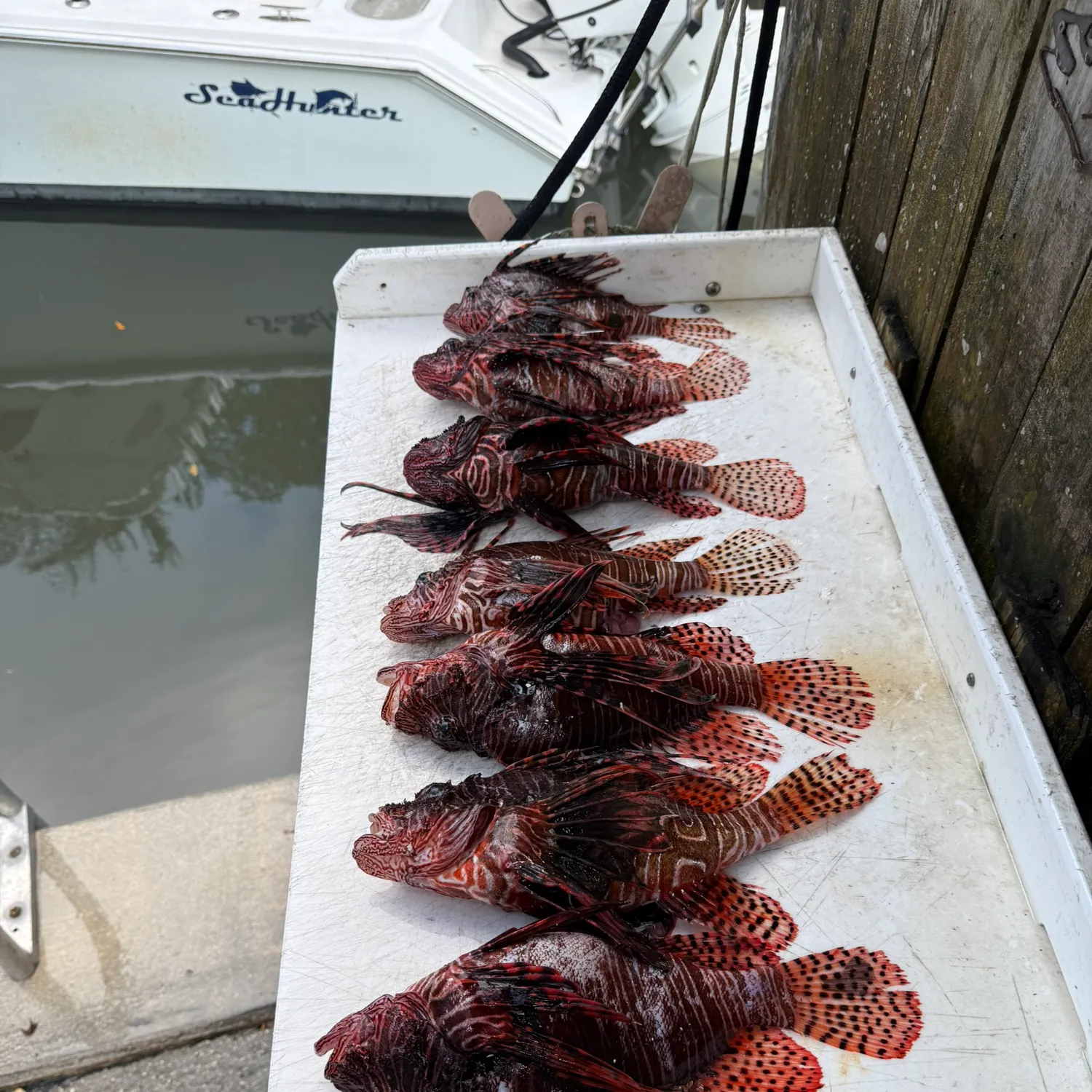 recently logged catches