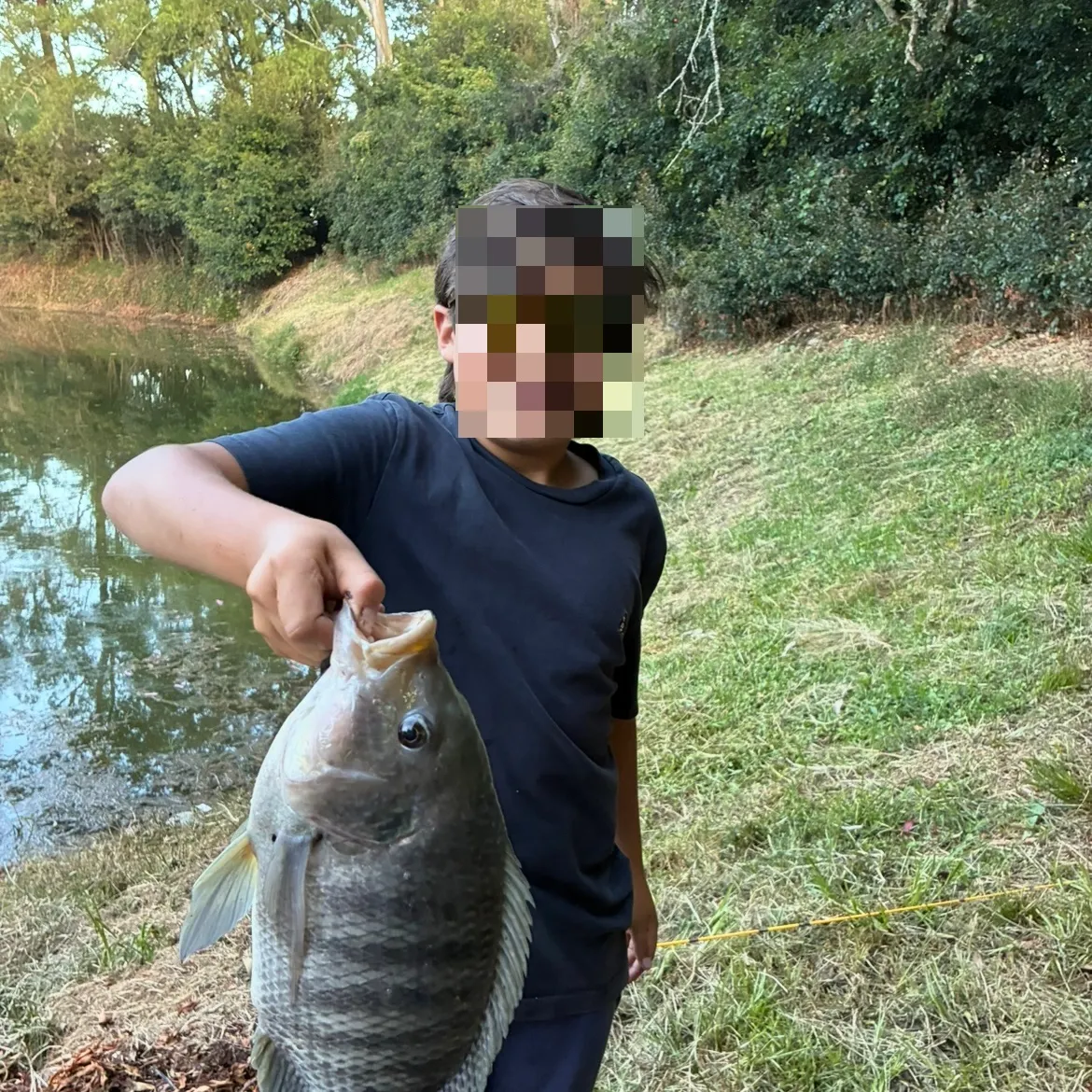 Nile tilapia caught on Fishbrain