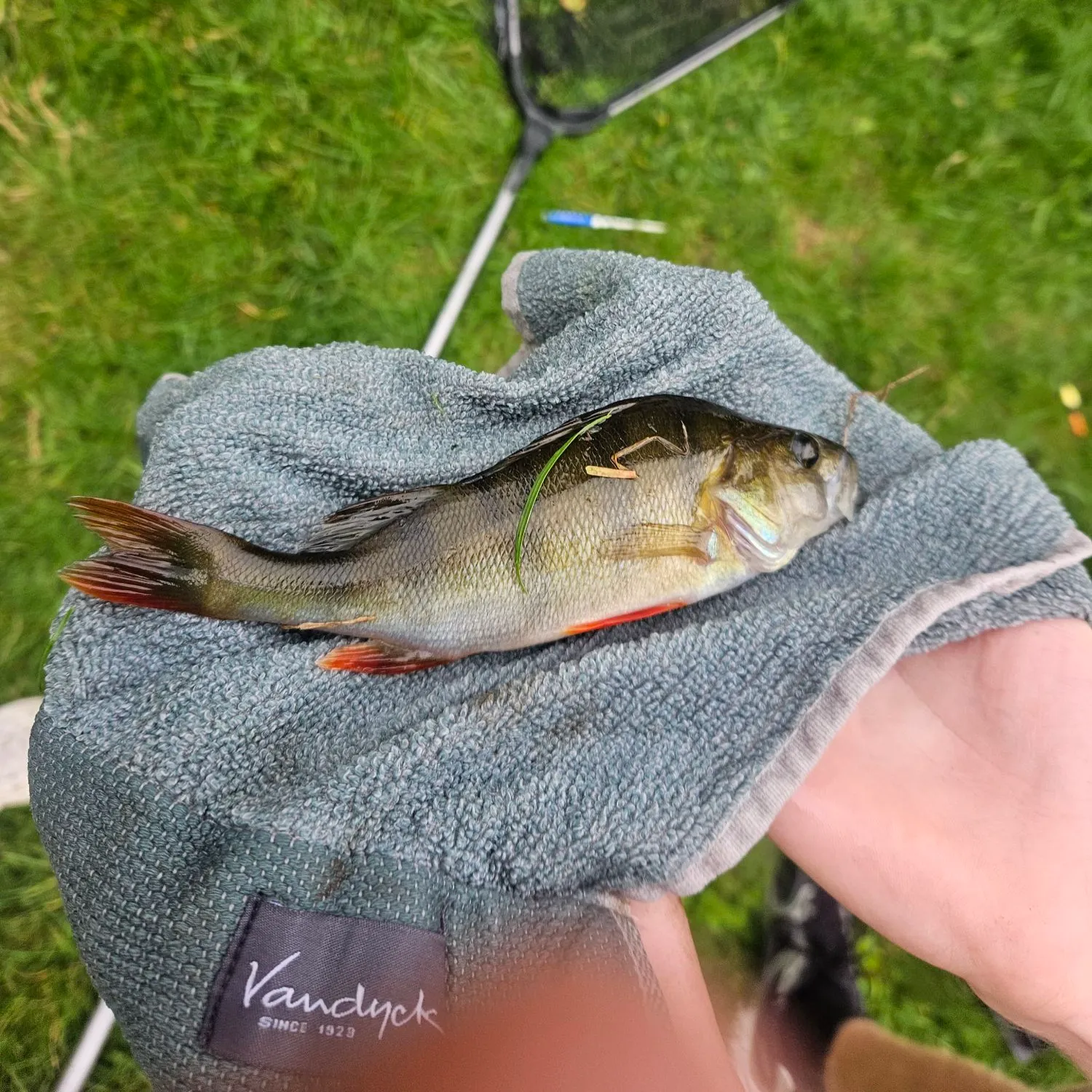 European perch caught on Fishbrain