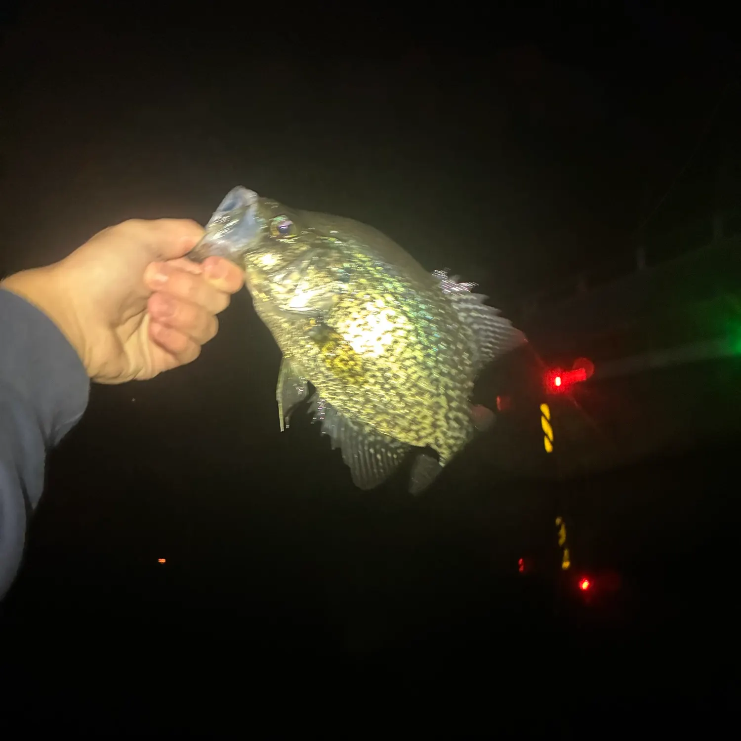 Black crappie caught on Fishbrain