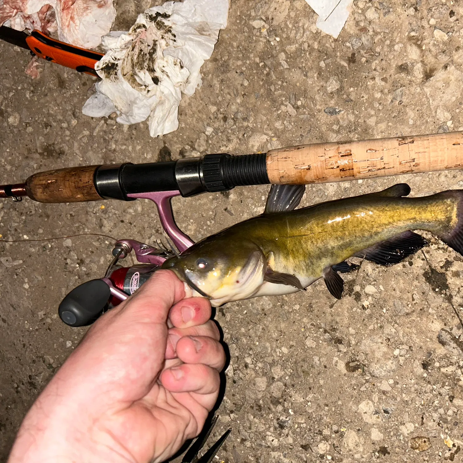 recently logged catches