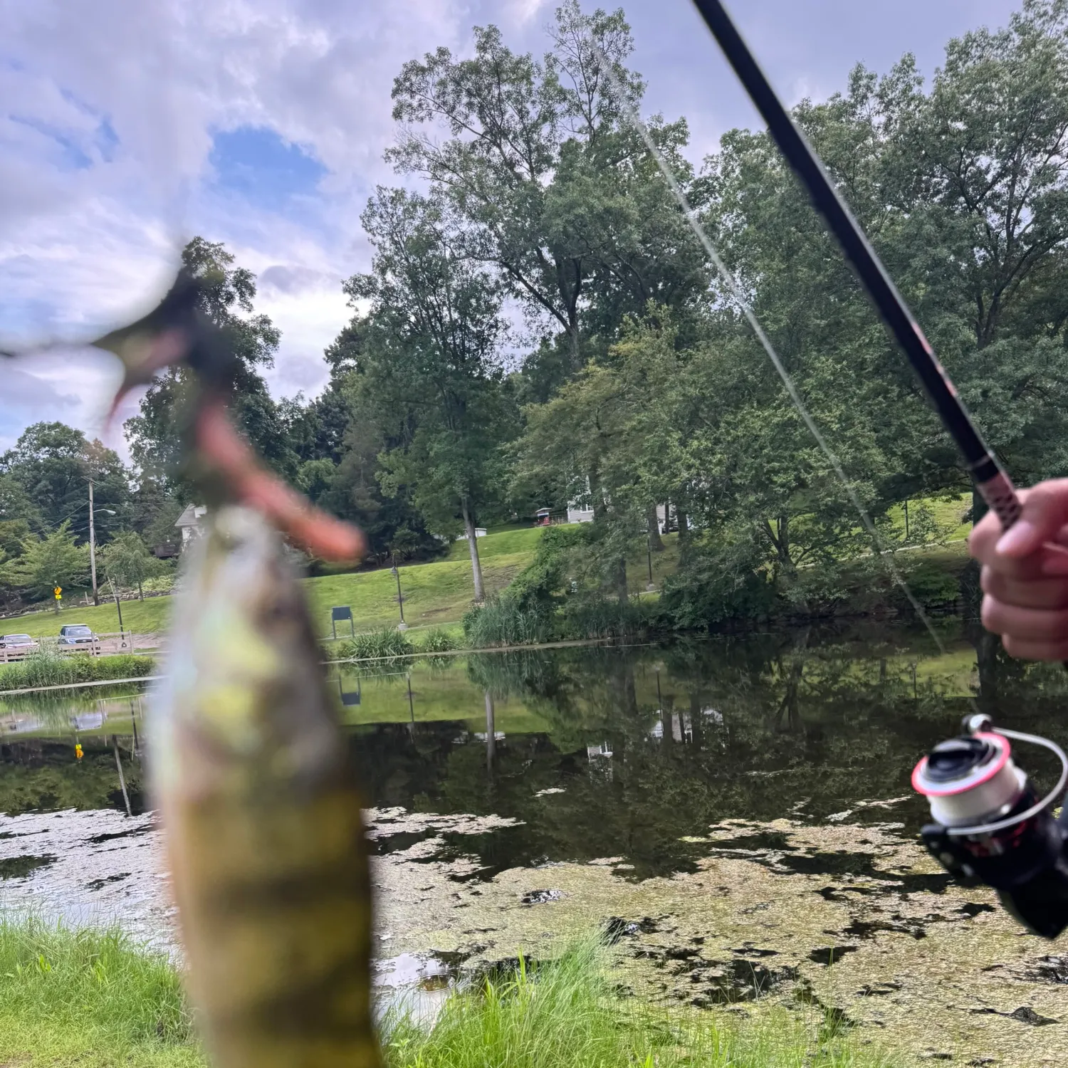 Yellow perch caught on Fishbrain