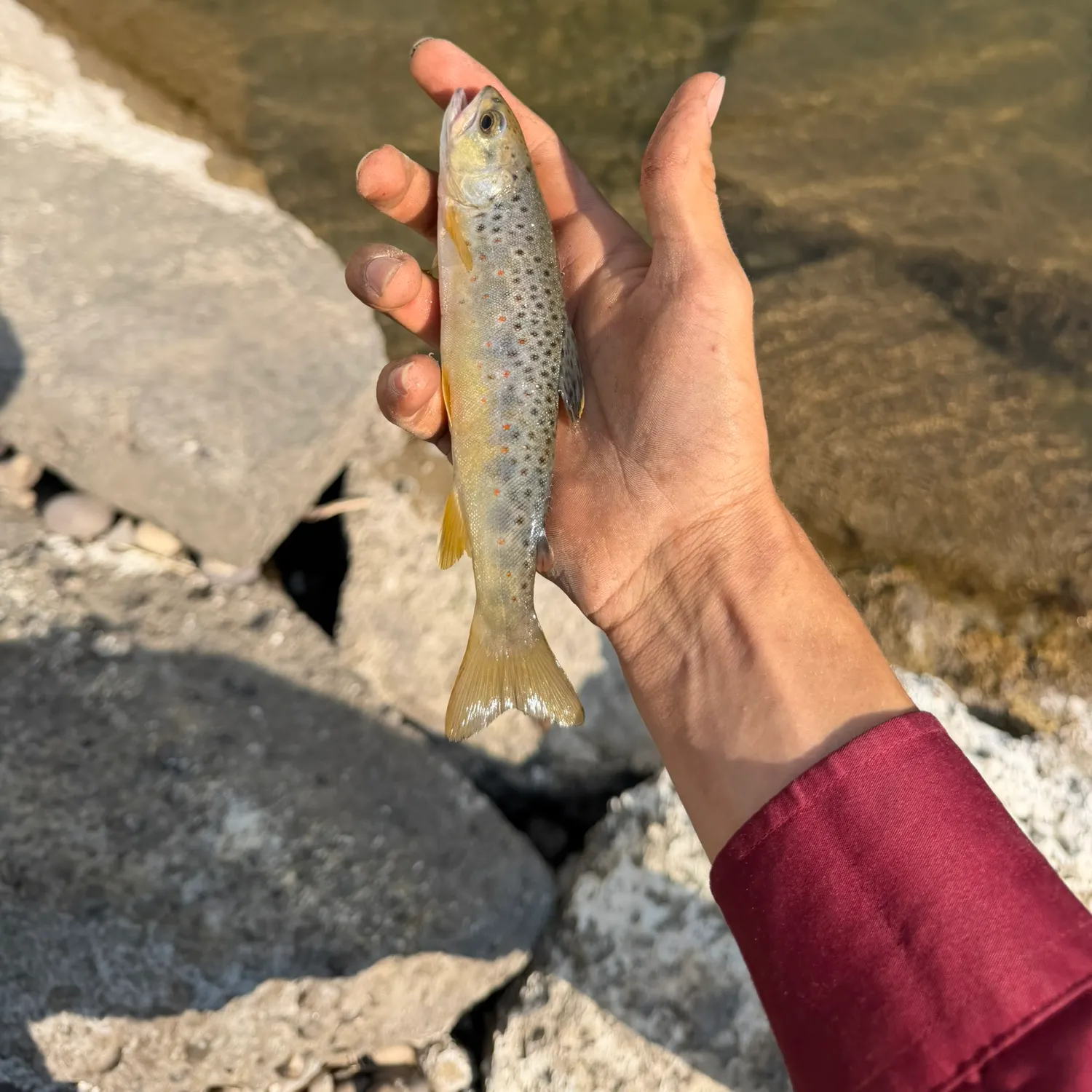 Brown trout caught on Fishbrain
