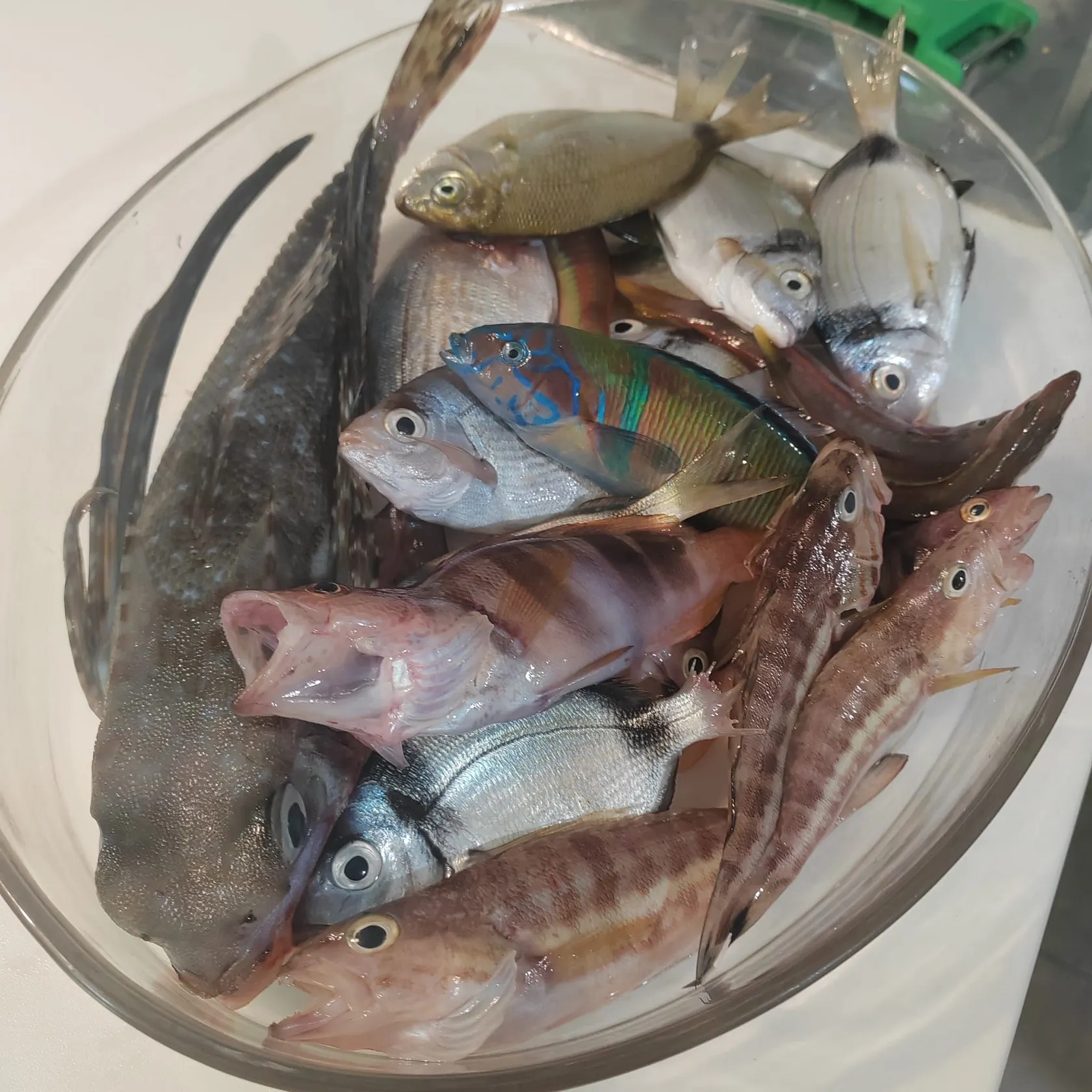 Common two-banded seabream caught on Fishbrain