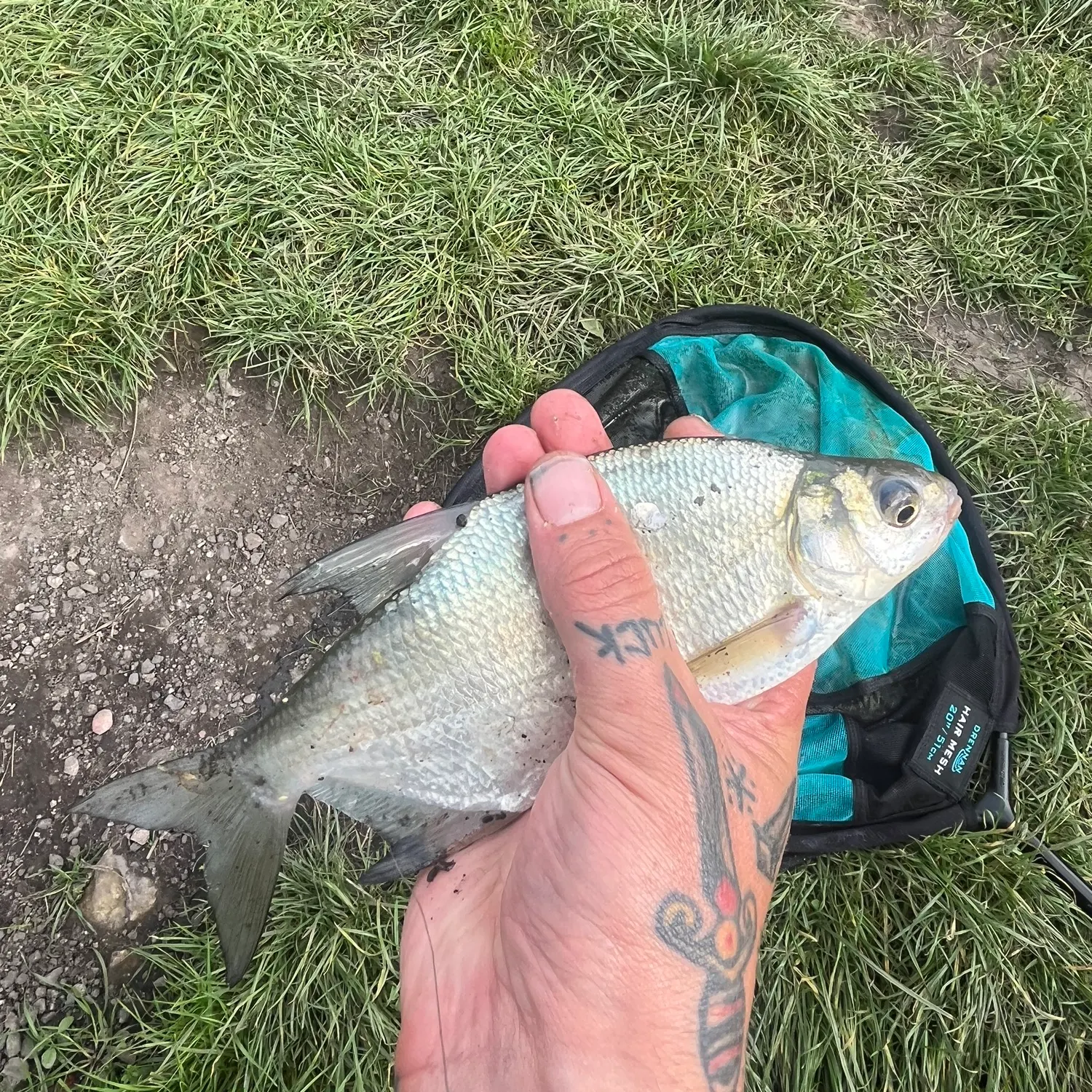 Common bream caught on Fishbrain