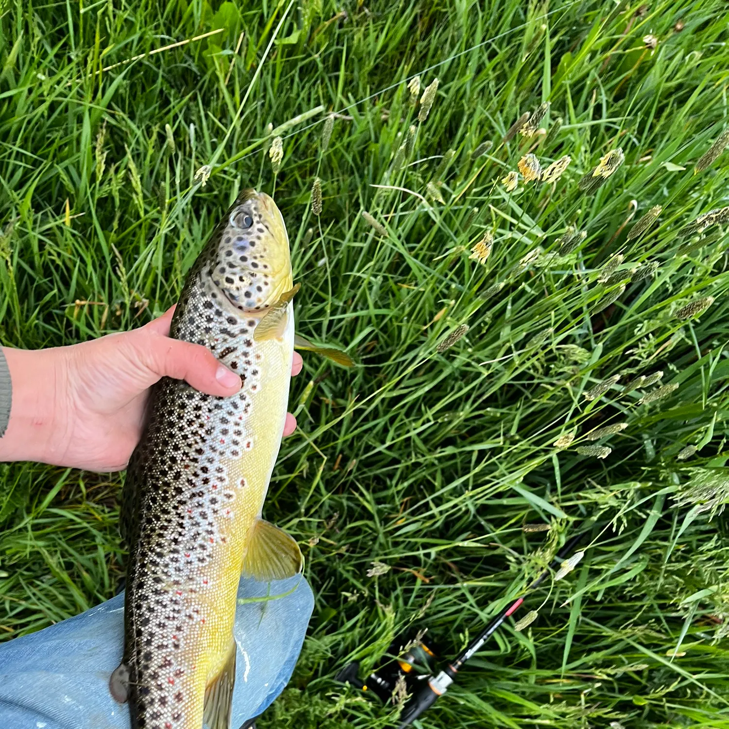 Brown trout caught on Fishbrain