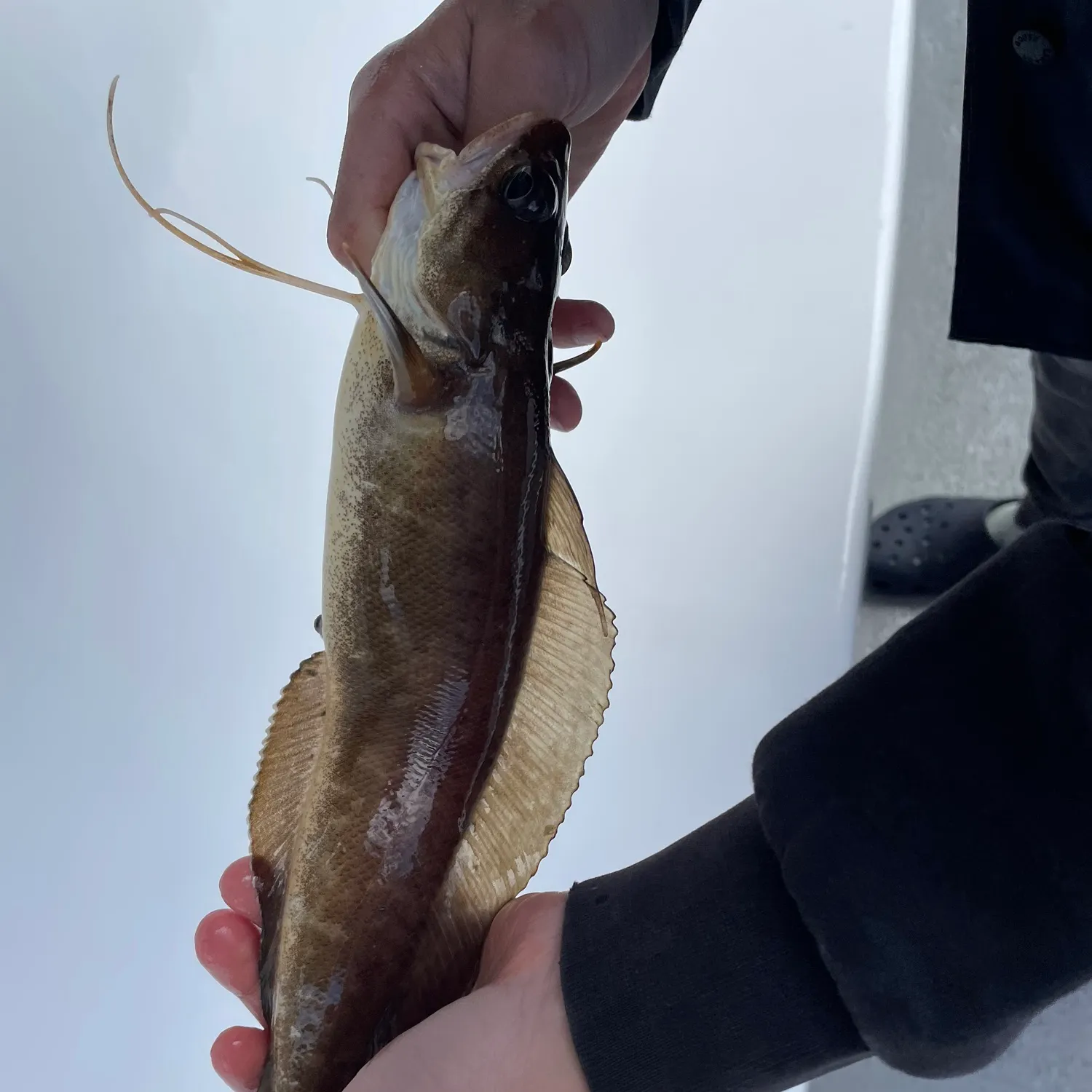 The most recent Red hake catches on Fishbrain