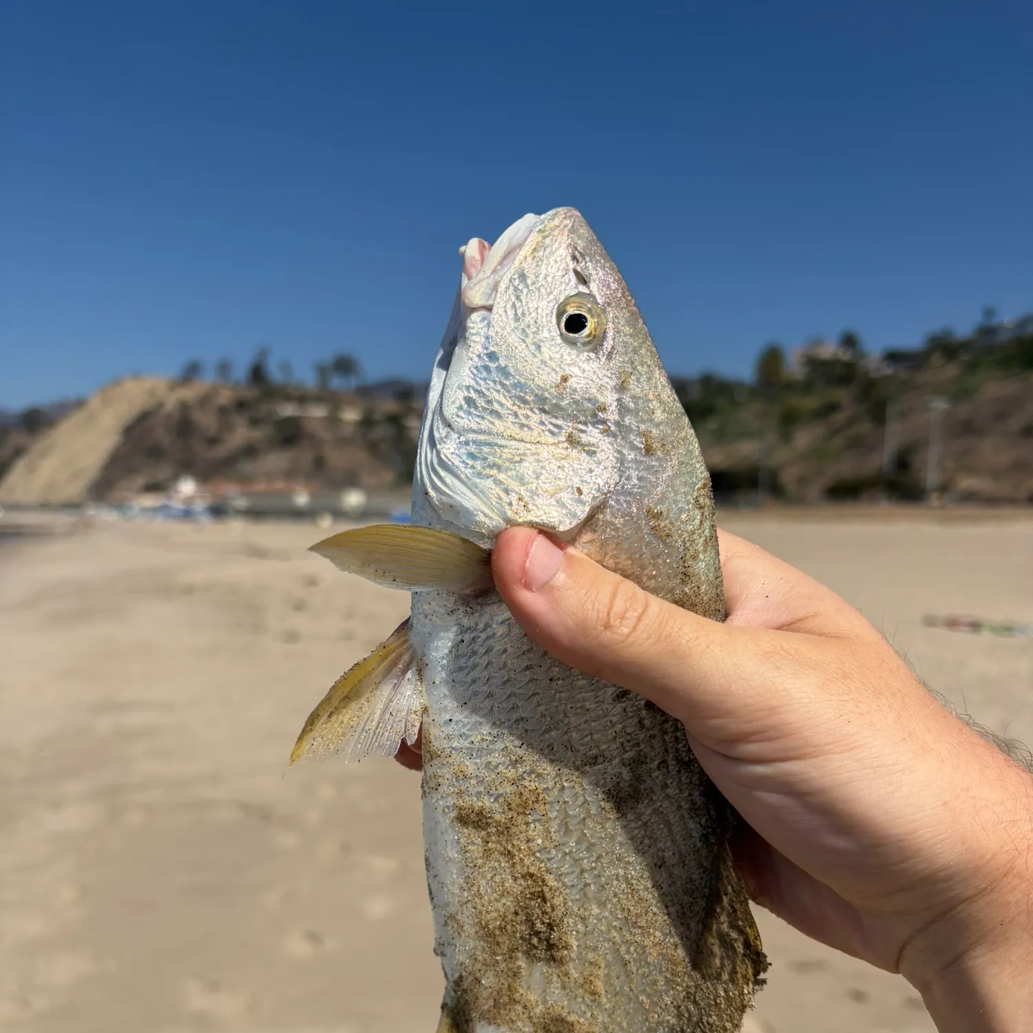 catch