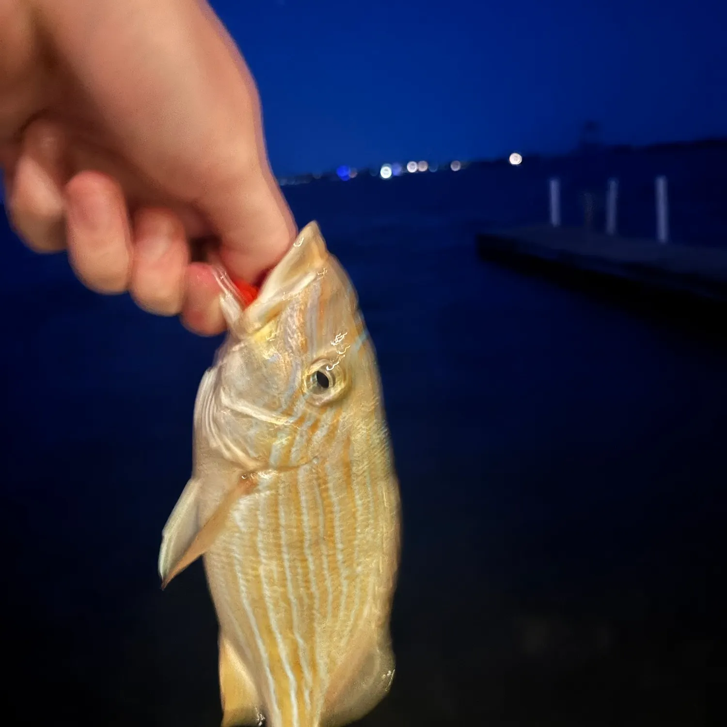 Bluestriped grunt caught on Fishbrain