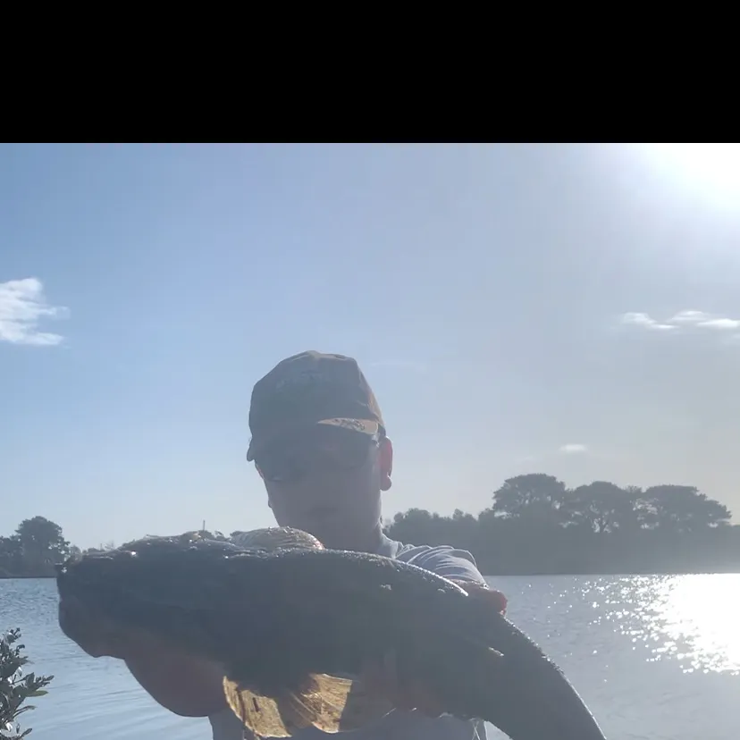 Dusky flathead caught on Fishbrain